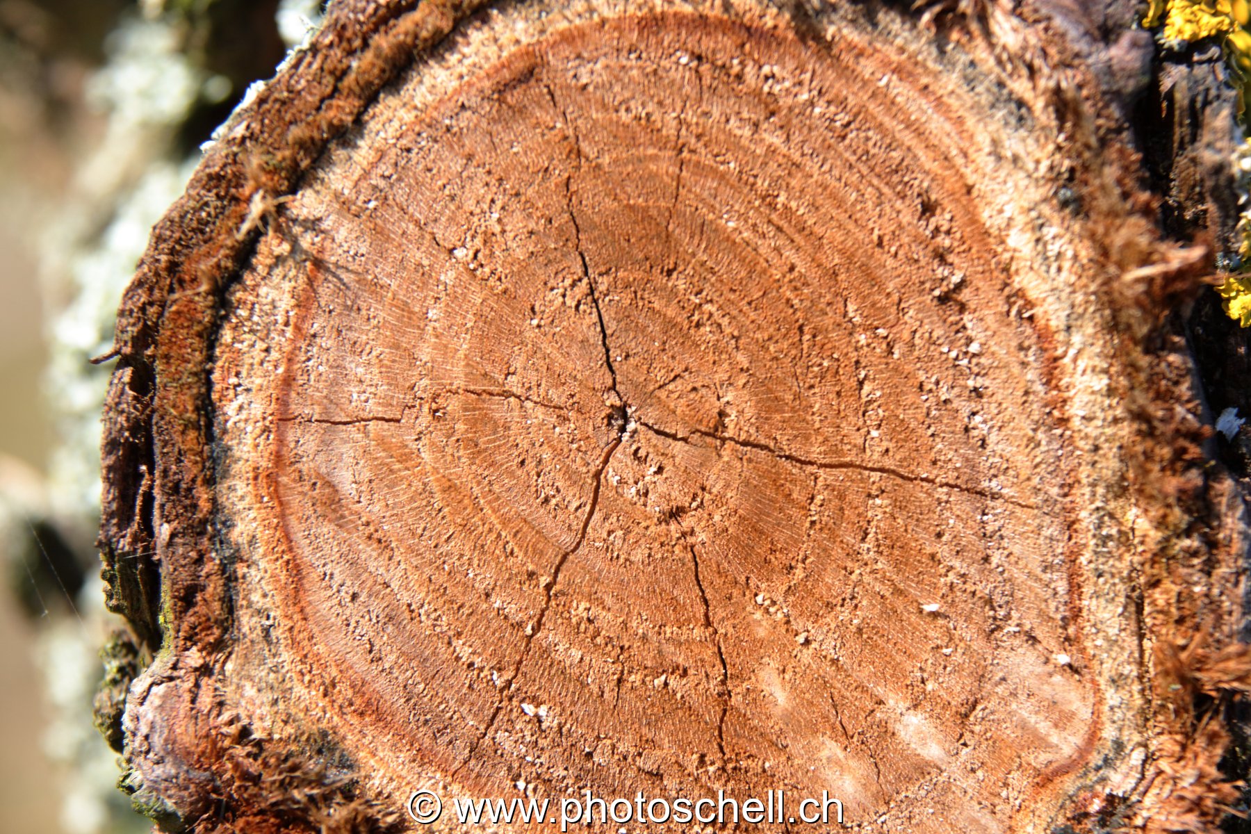 Tronc coupé