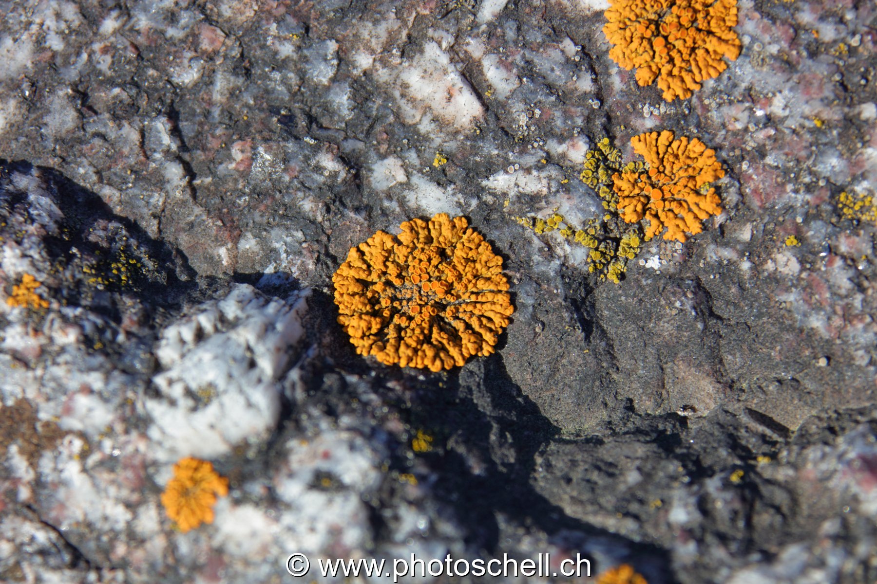 Ecorce et son lichen
