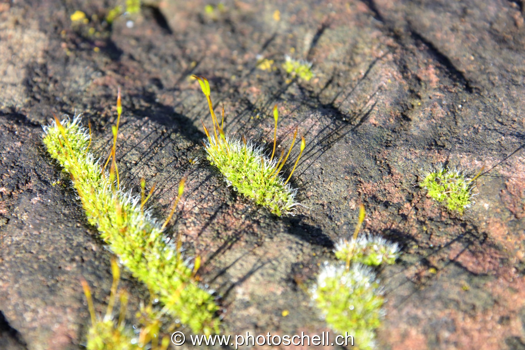 Ecorce et son lichen