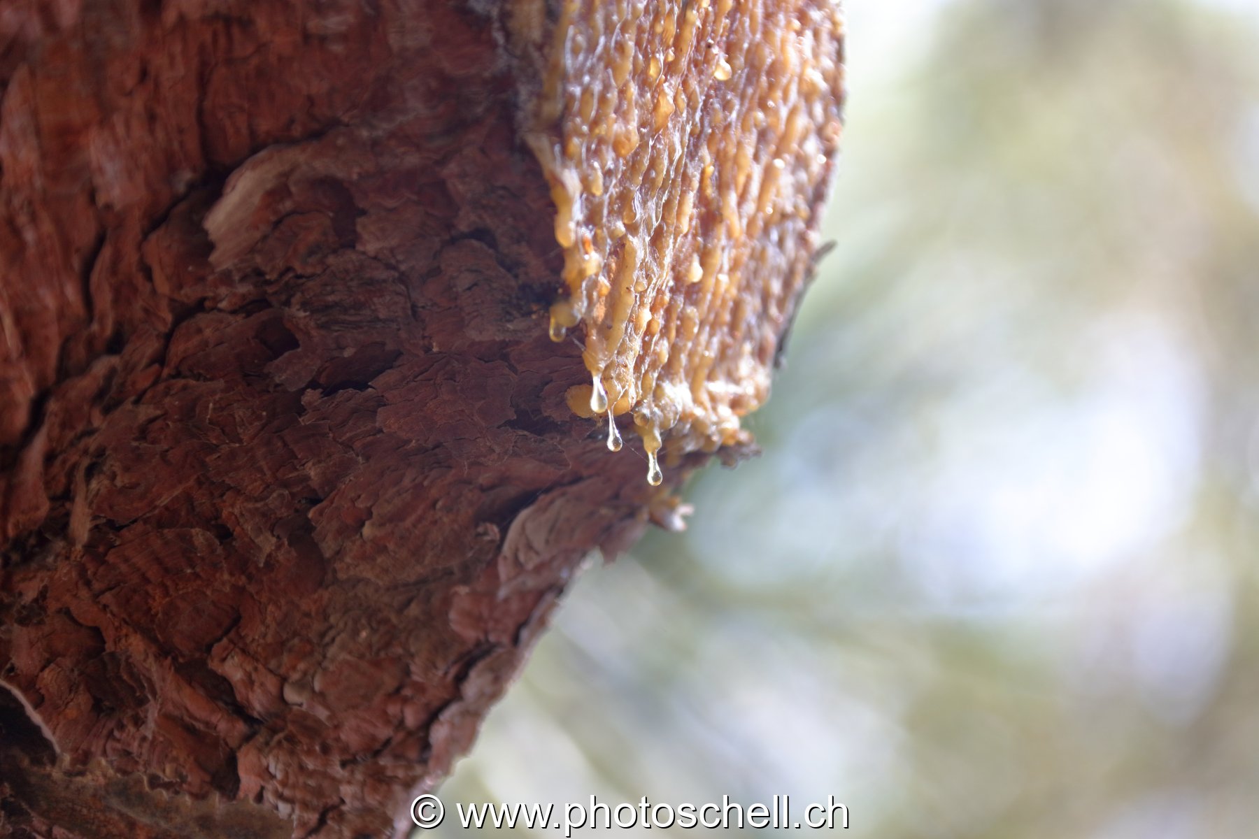 Branche coupée, l'arbre perd sa sève