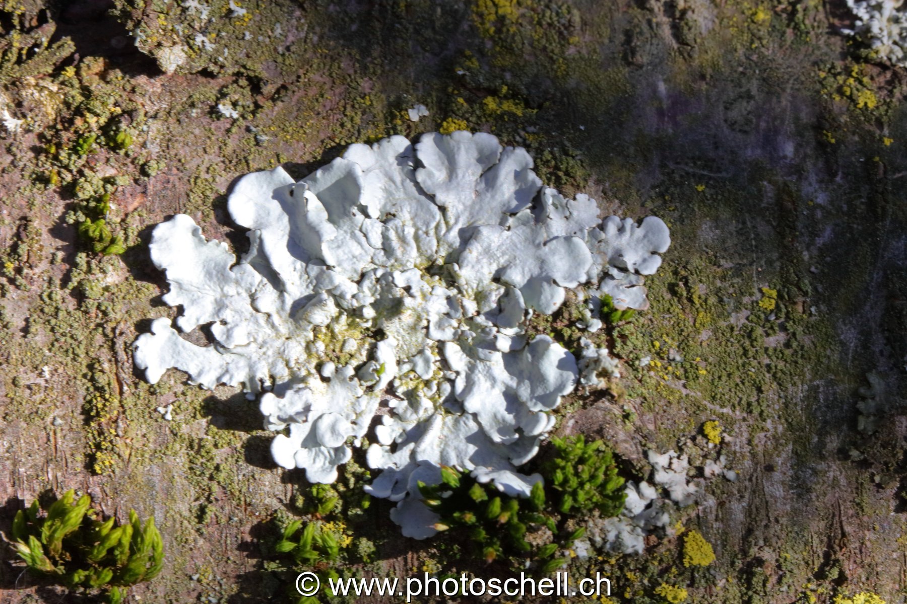 Lichen sur l'écorce