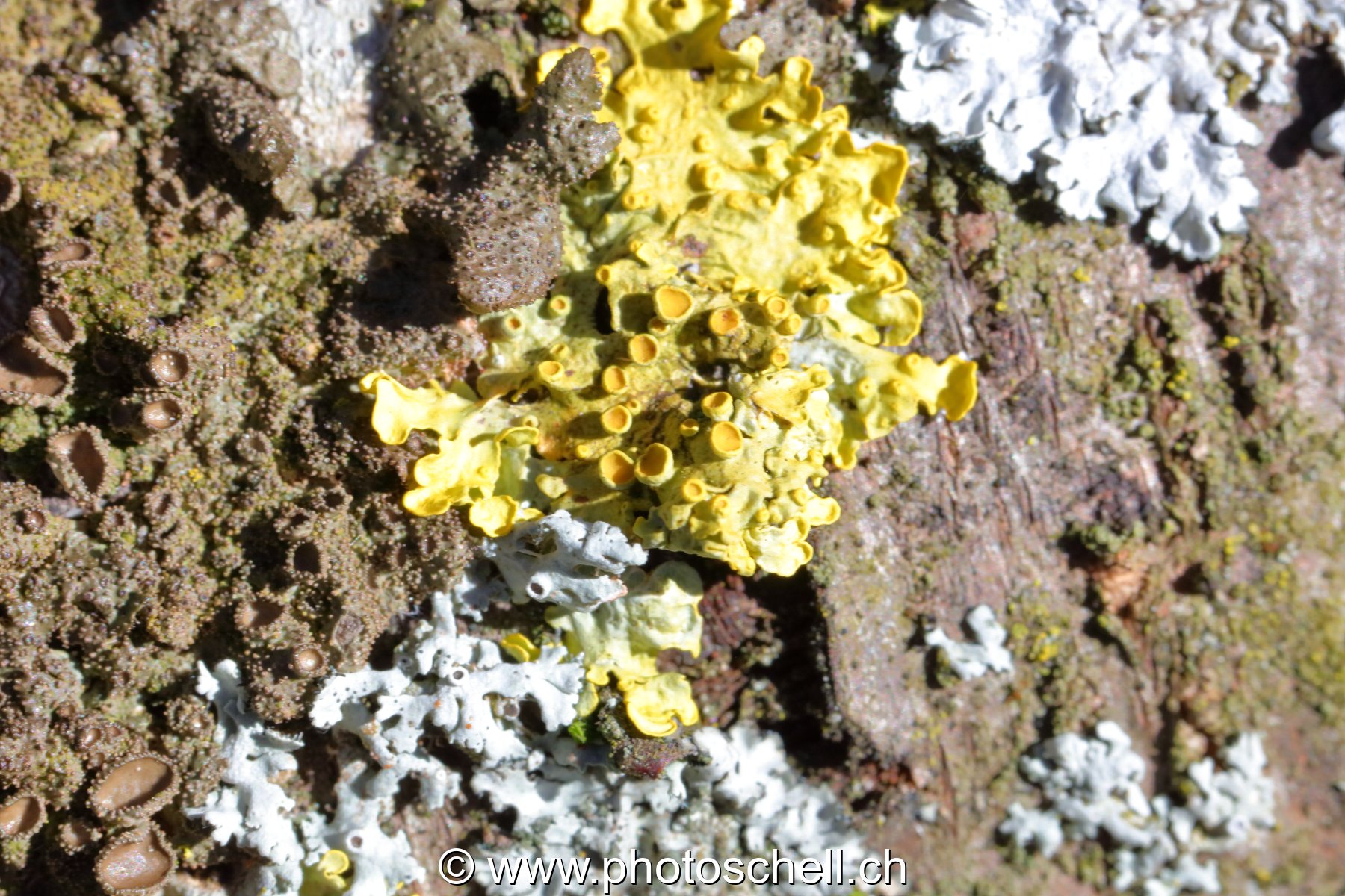 Lichen sur l'écorce