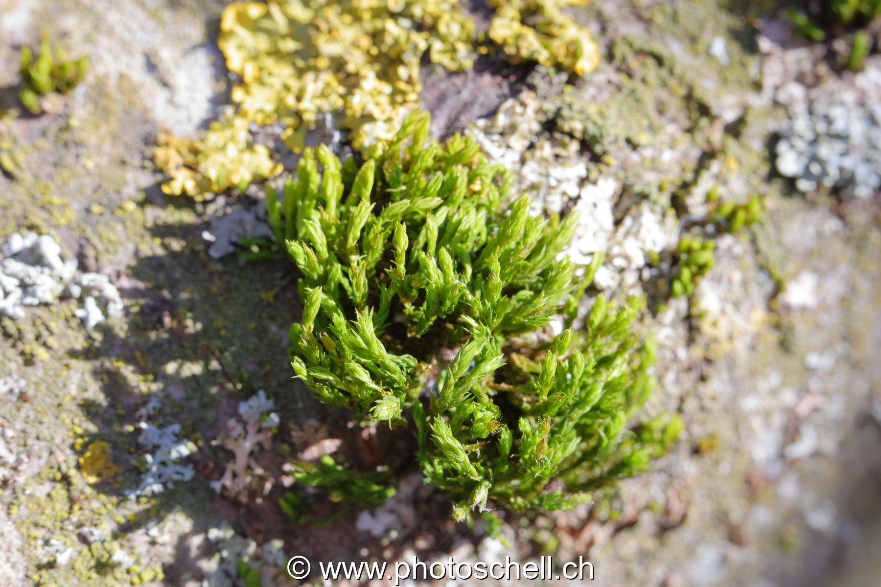 Lichen sur l'écorce