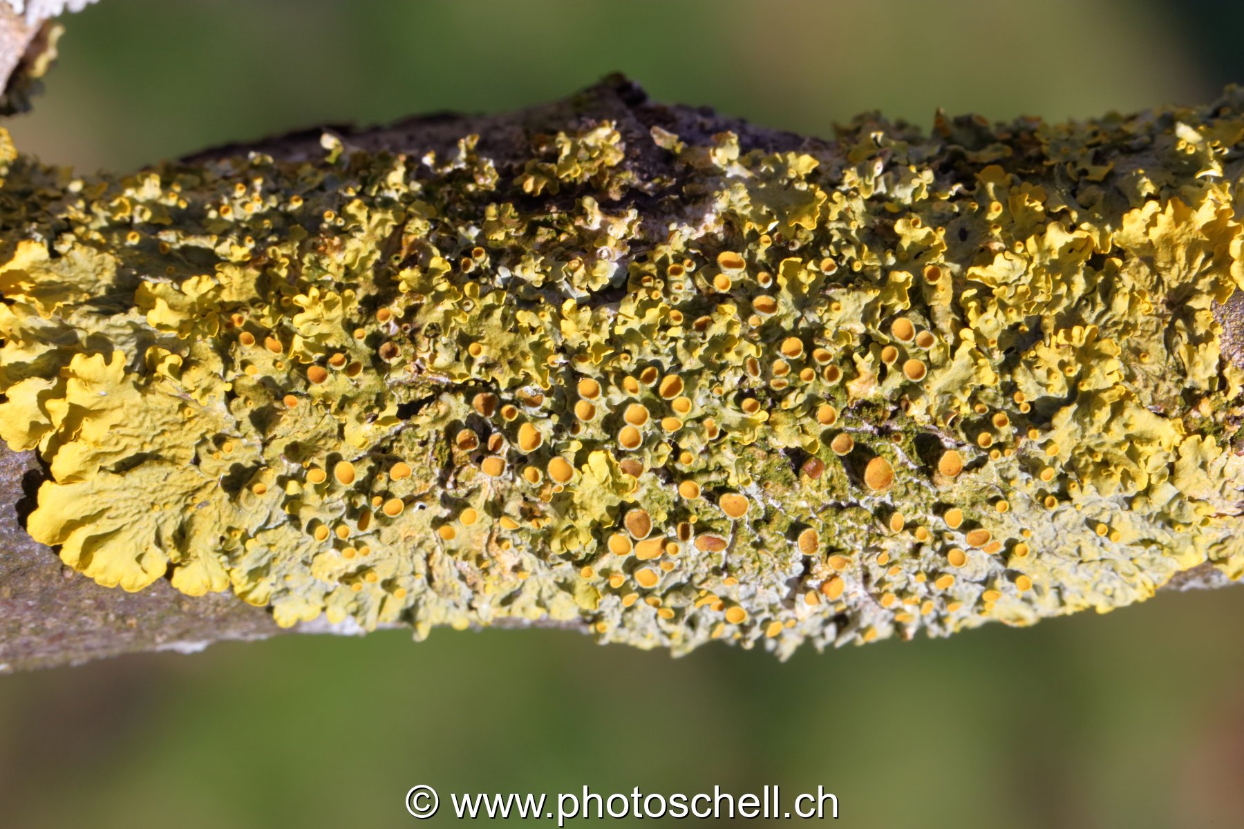 Lichen sur l'écorce