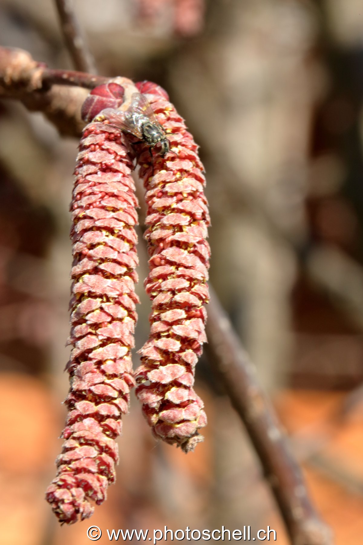 Fleurs de noisettiers