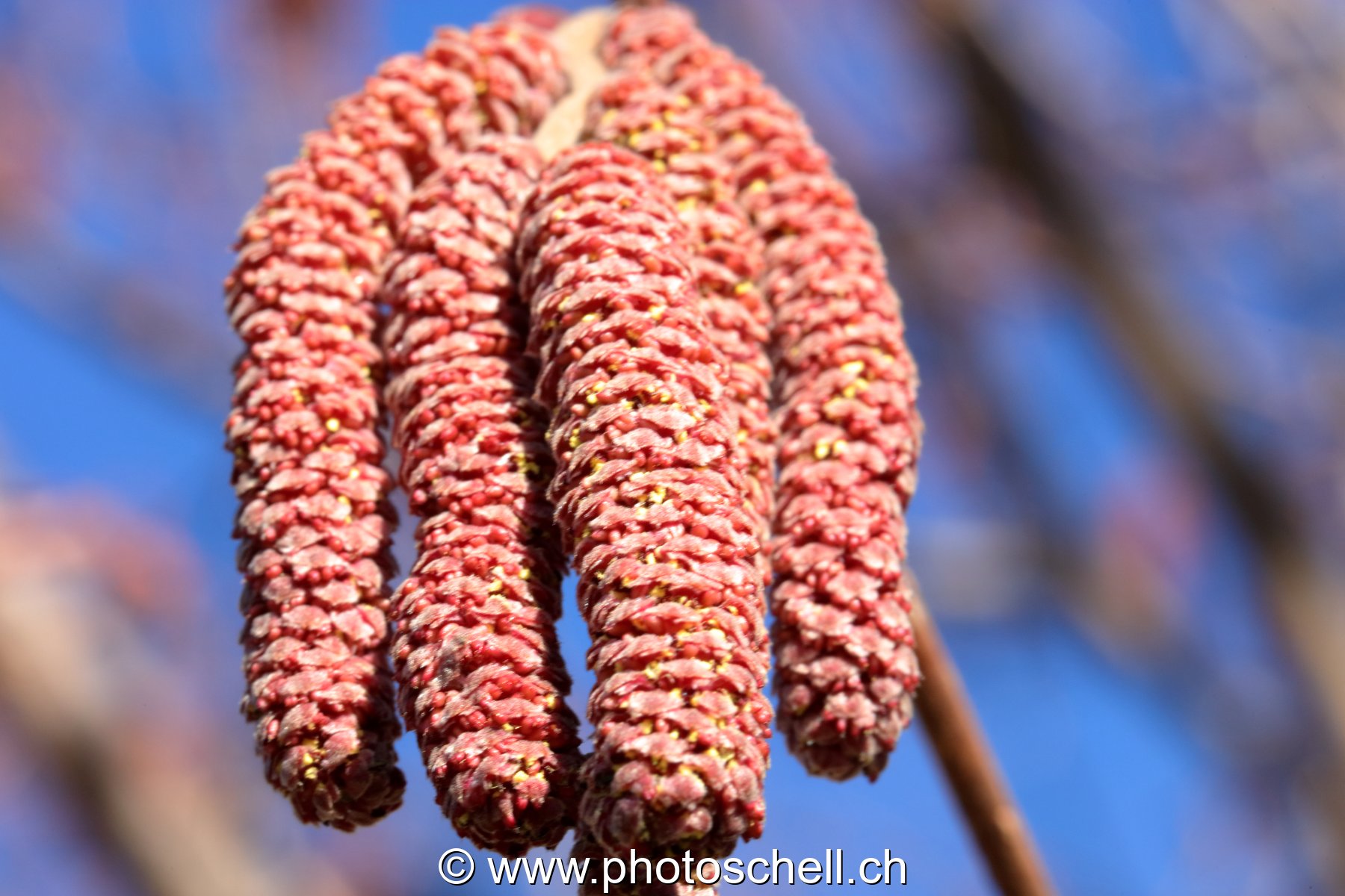 Fleurs de noisettiers