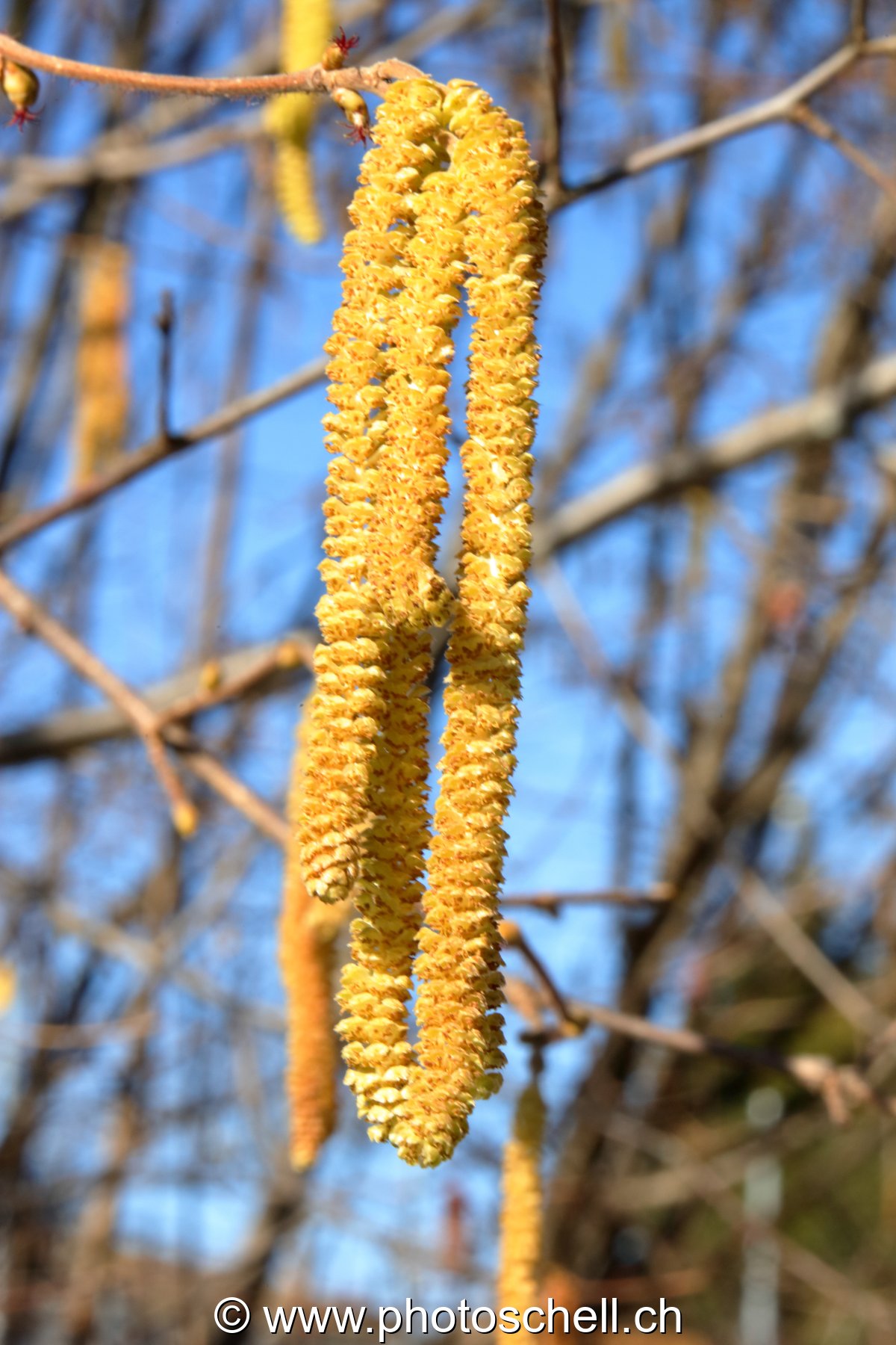 Fleurs de noisettiers