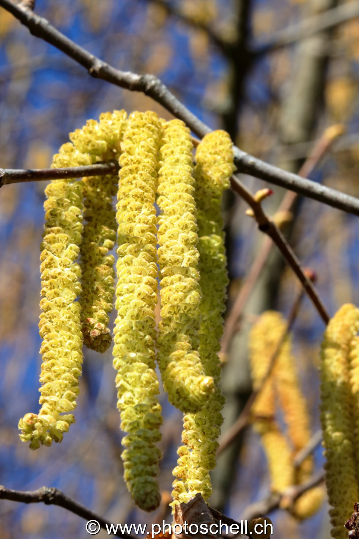Fleurs de noisettiers