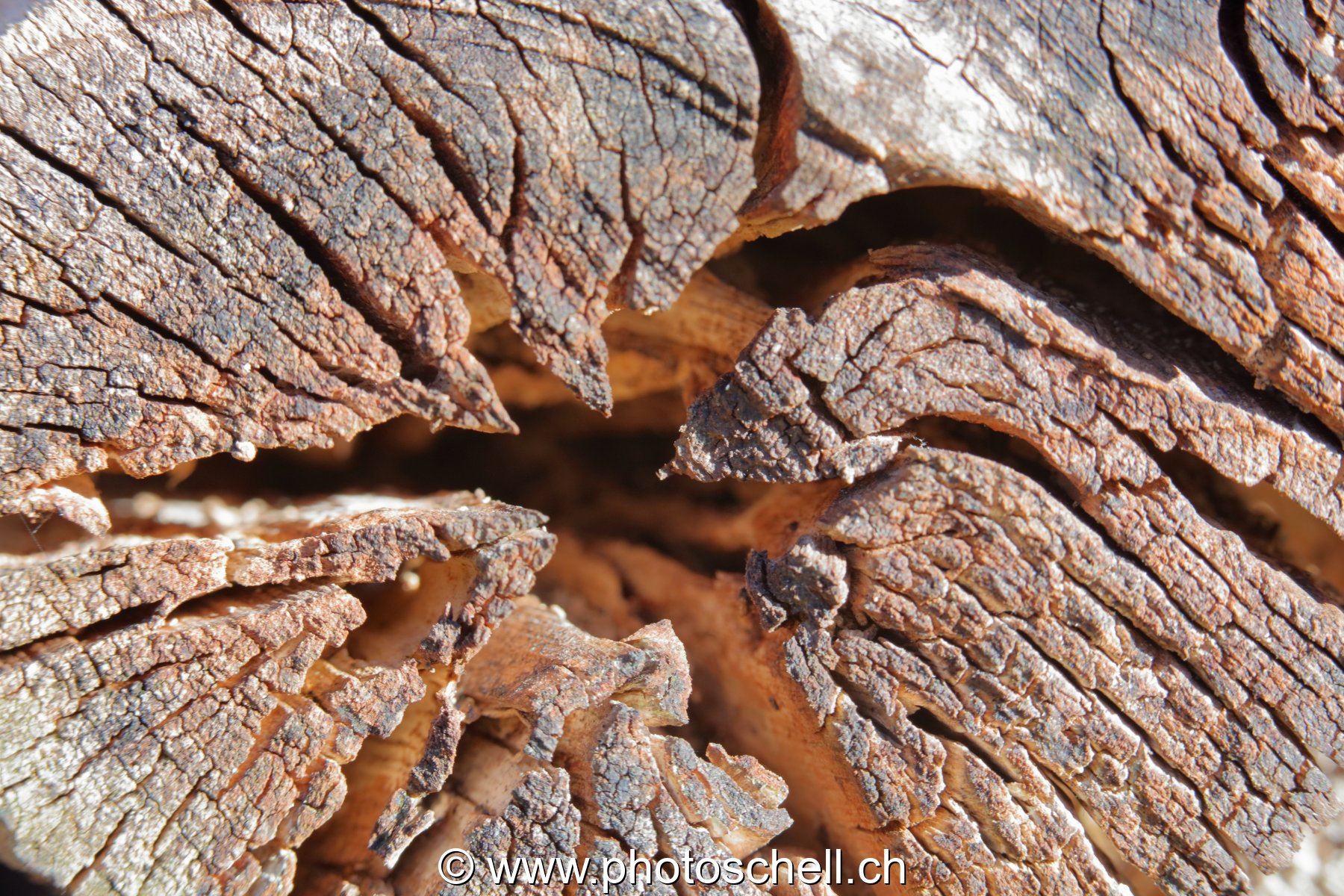 Coeurs de troncs d'arbres secs