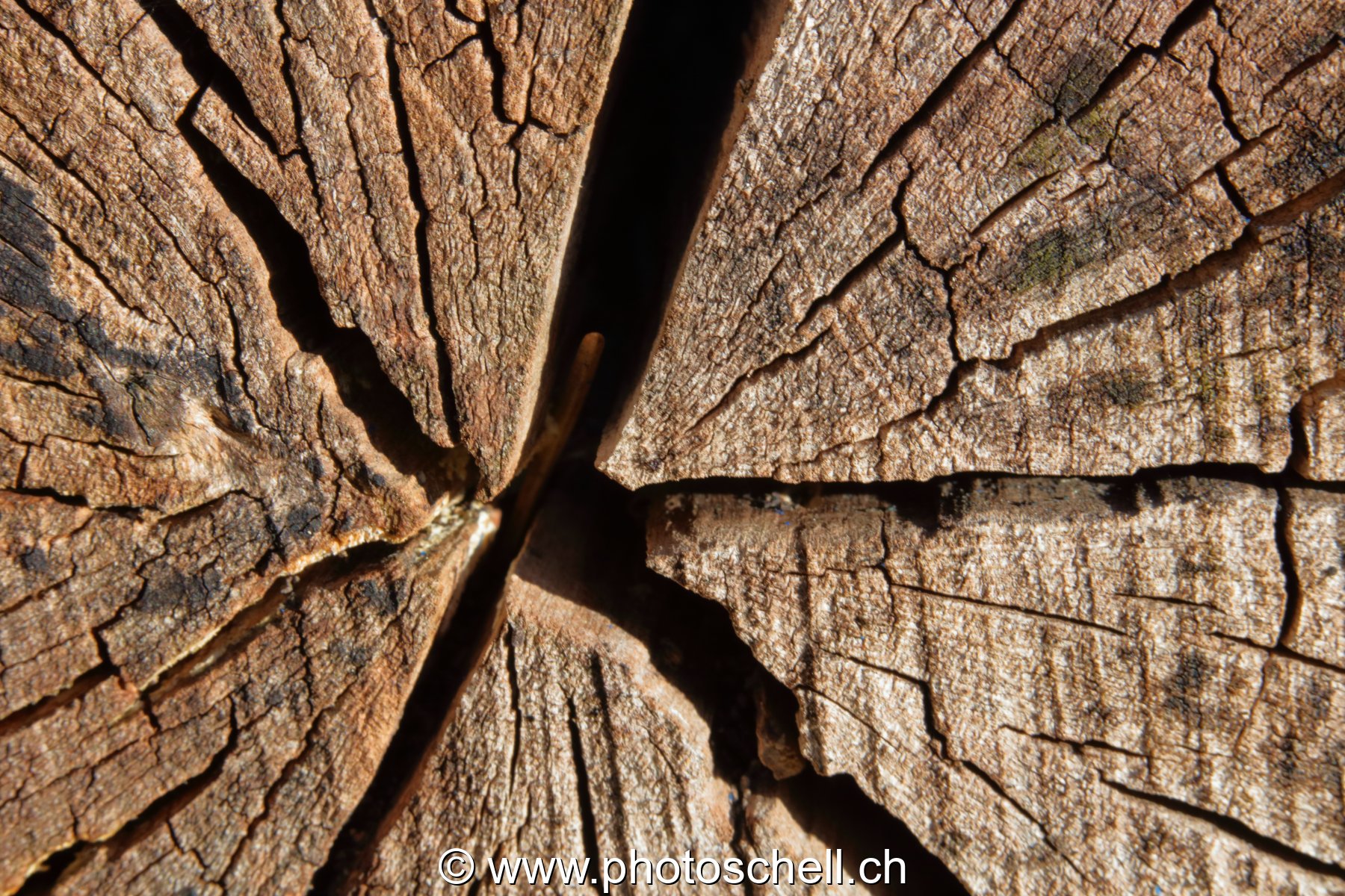 Coeurs de troncs d'arbres secs