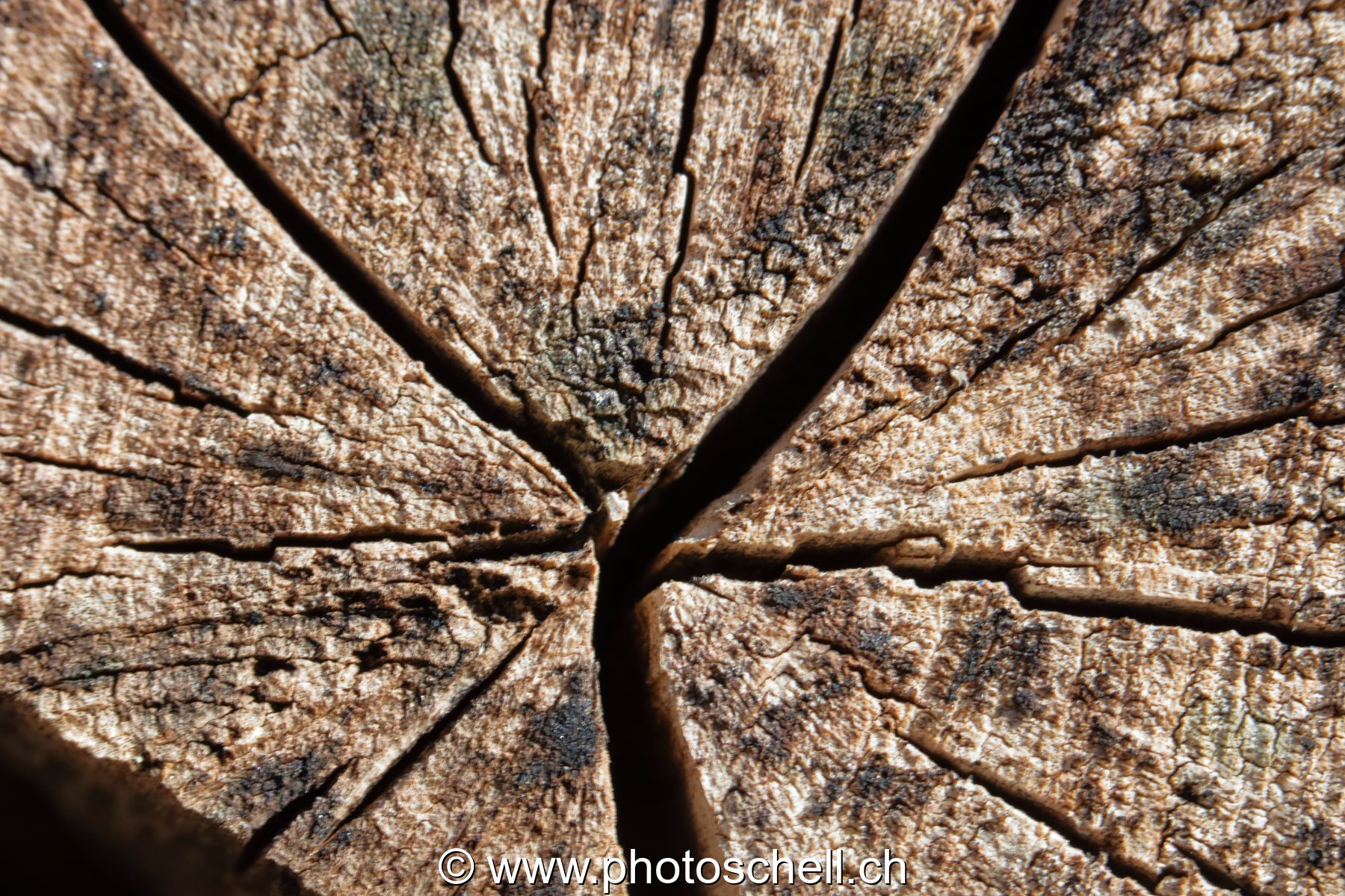 Coeurs de troncs d'arbres secs