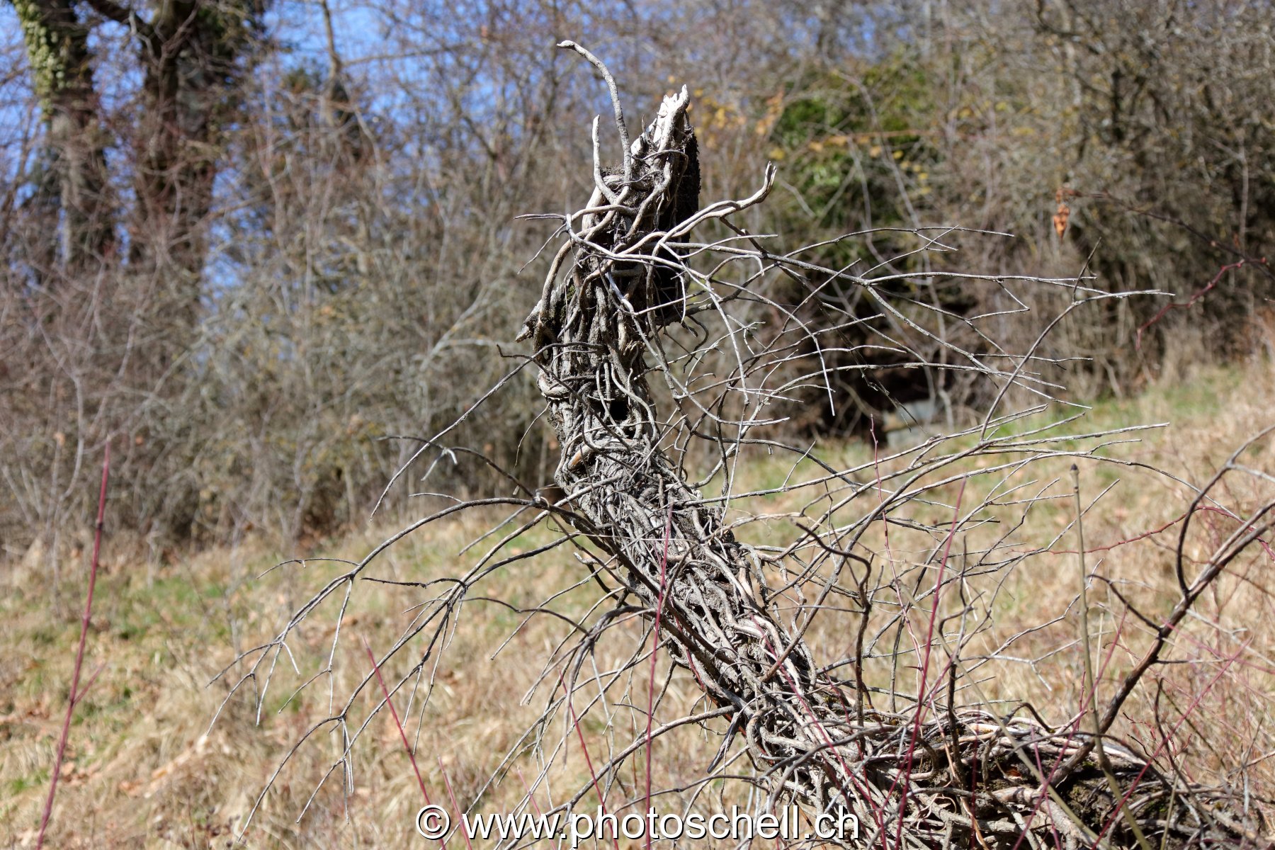 Branches emmêlées sur un vieux tronc