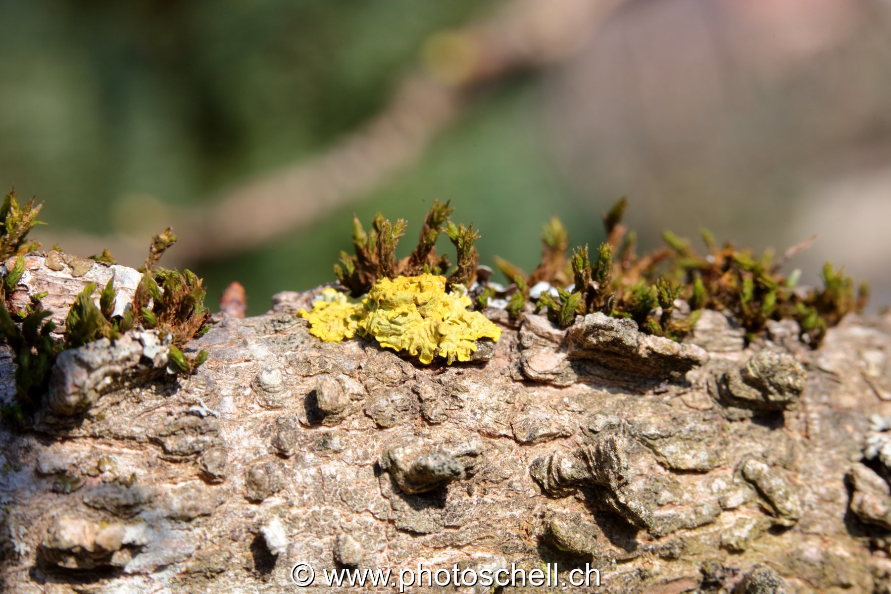 Lichen sur de l'écorce