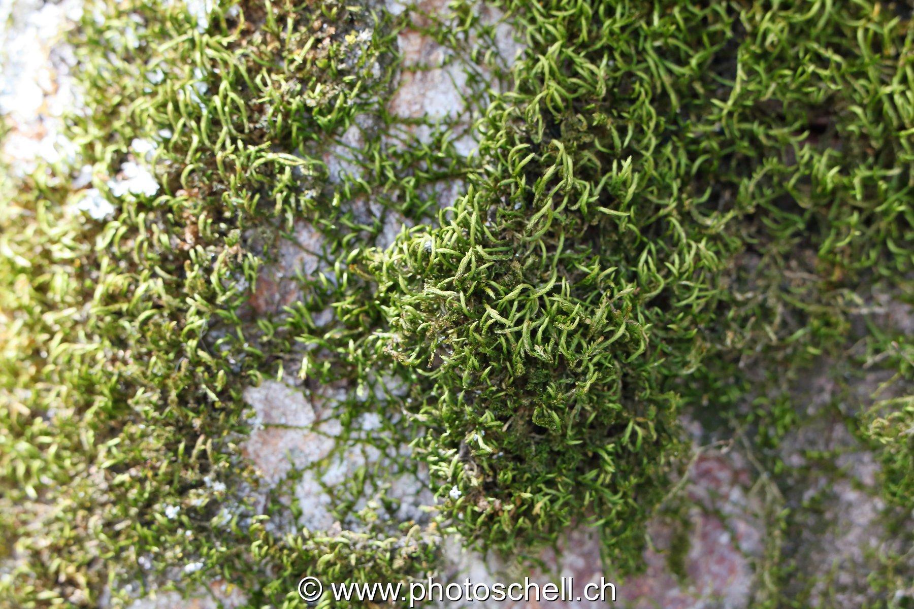 Lichen