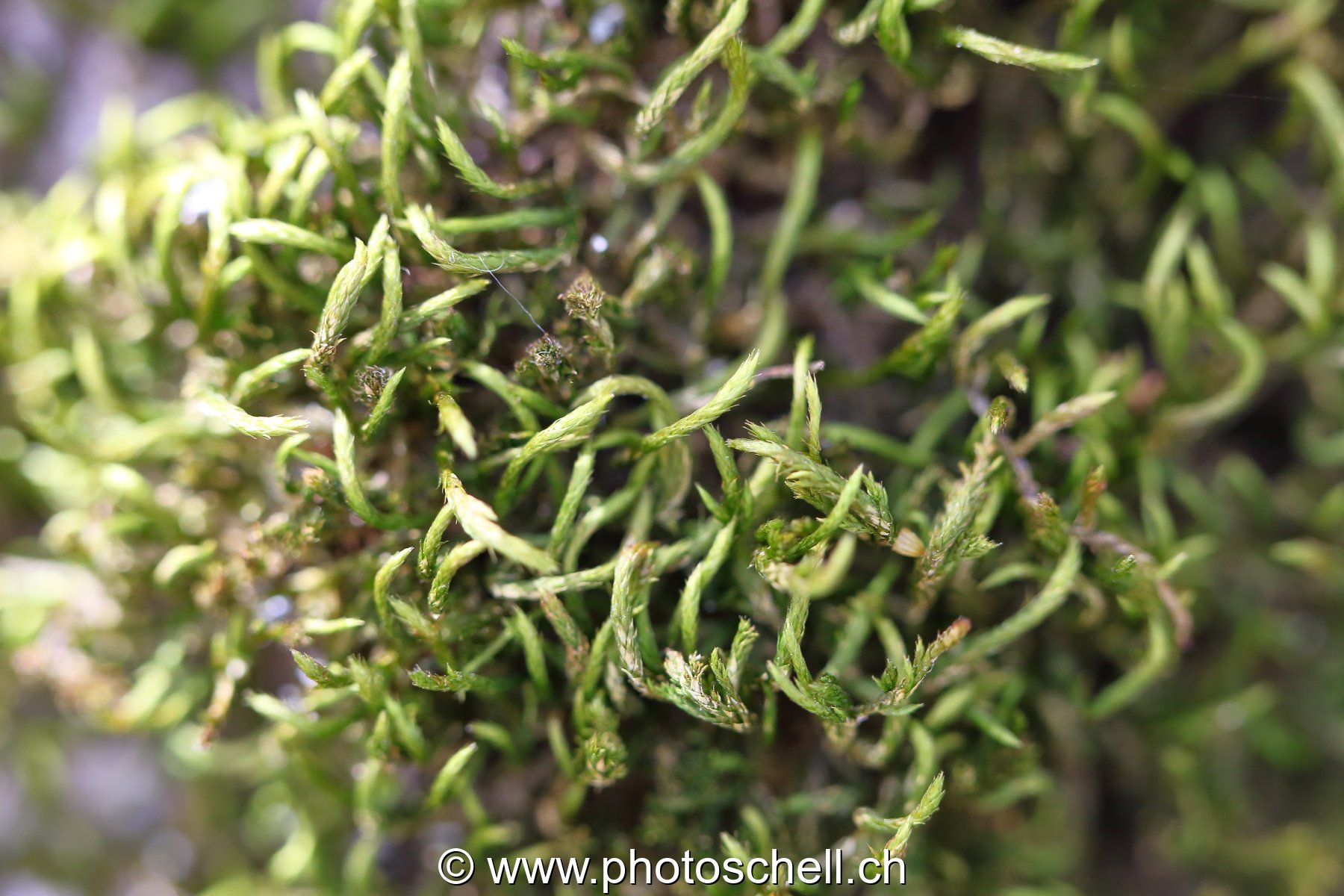 Lichen