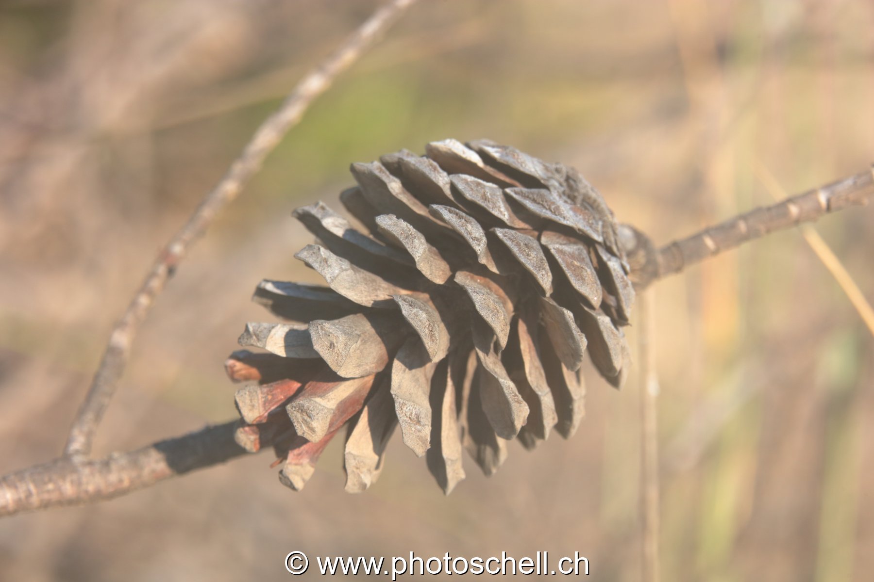 Pomme de pin parasol
