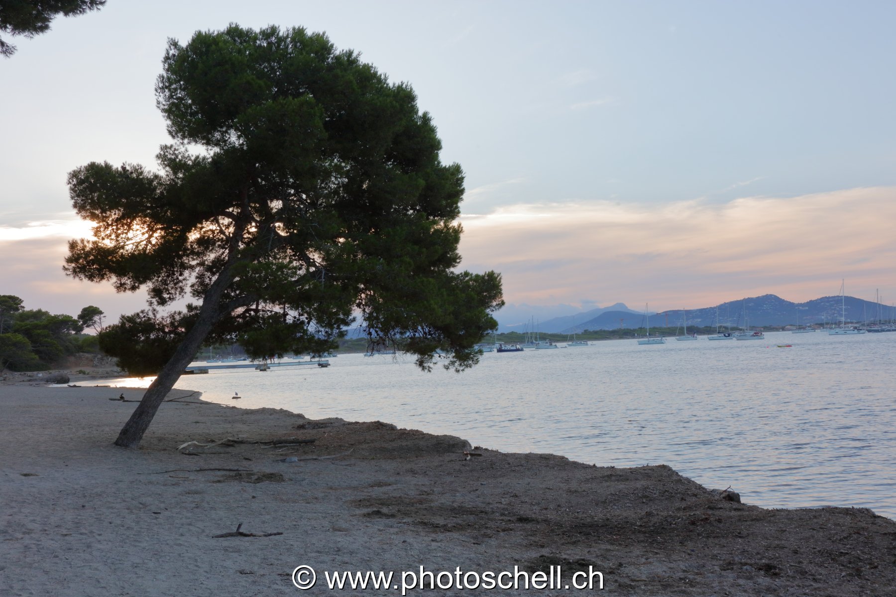 Arbre solitaire sur sa plage déserte