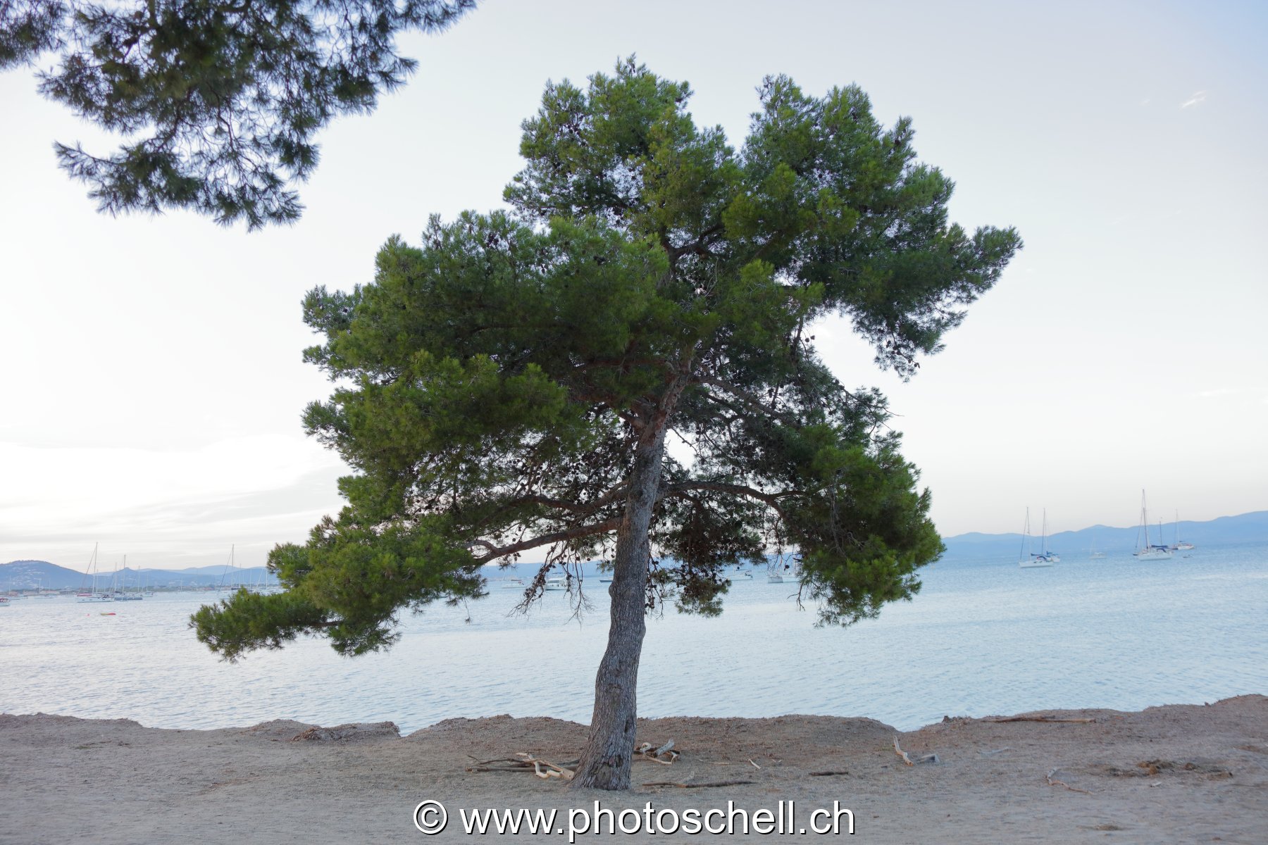 Arbre solitaire sur sa plage déserte