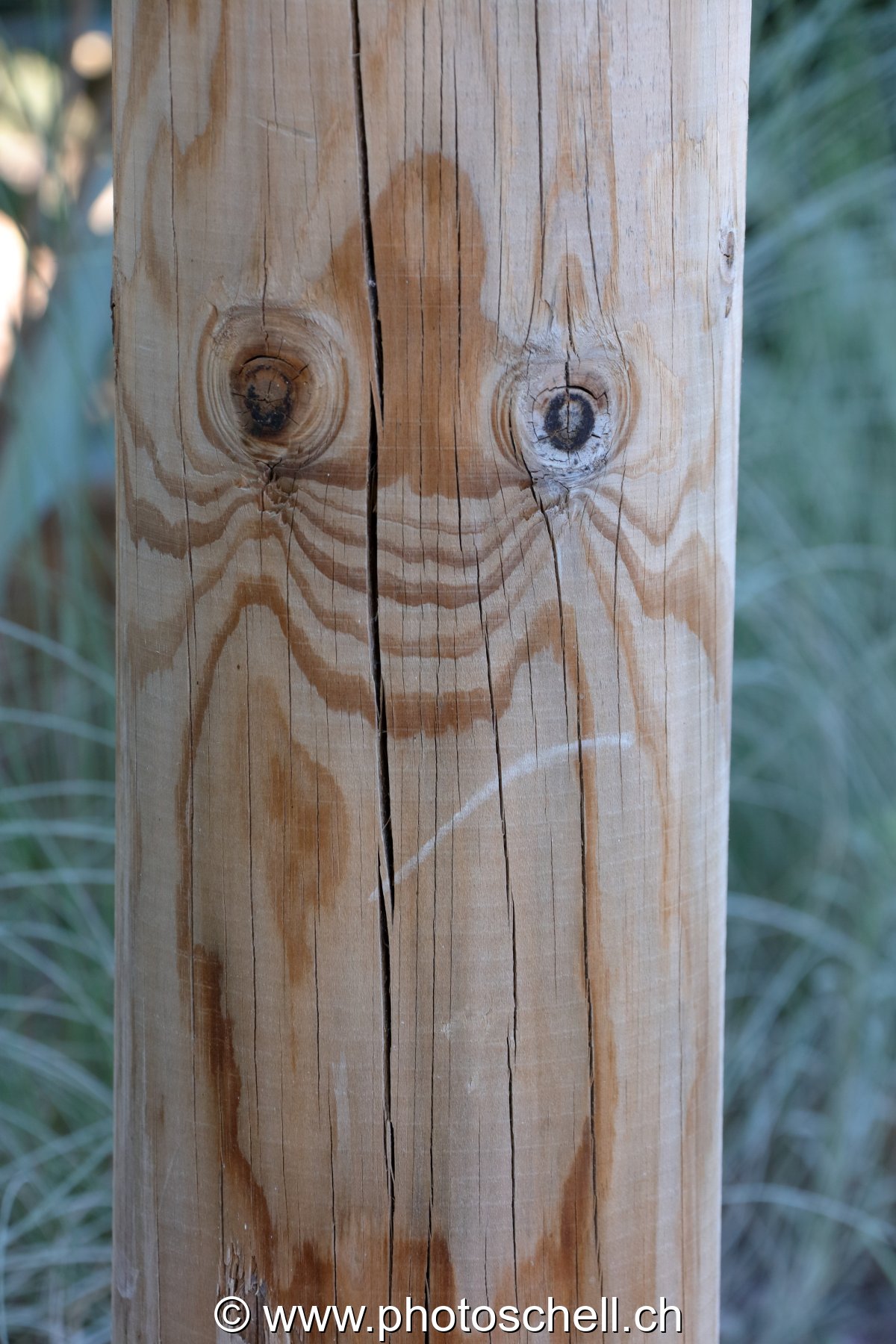 Bonjour le bois !