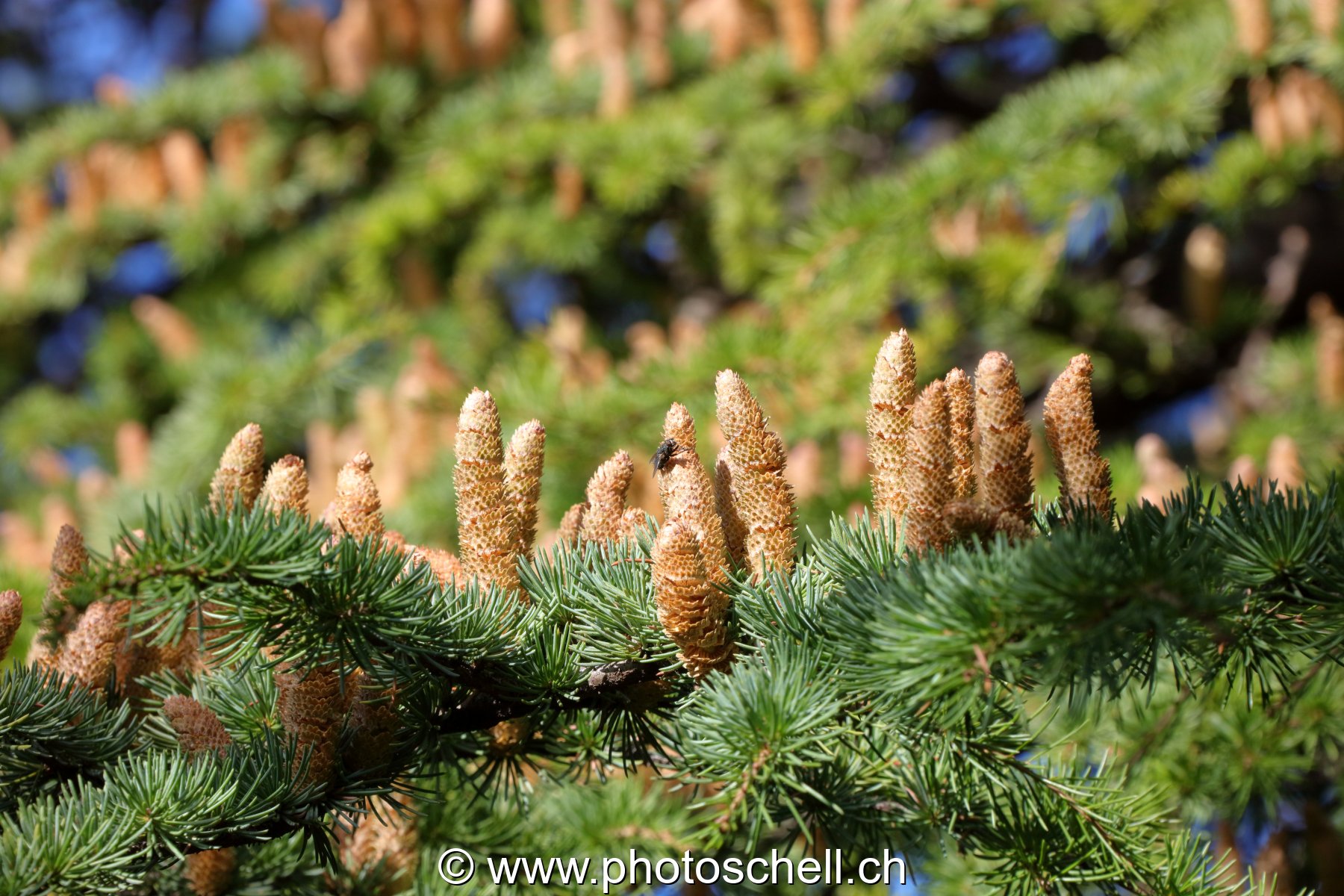 Bourgeons de pives