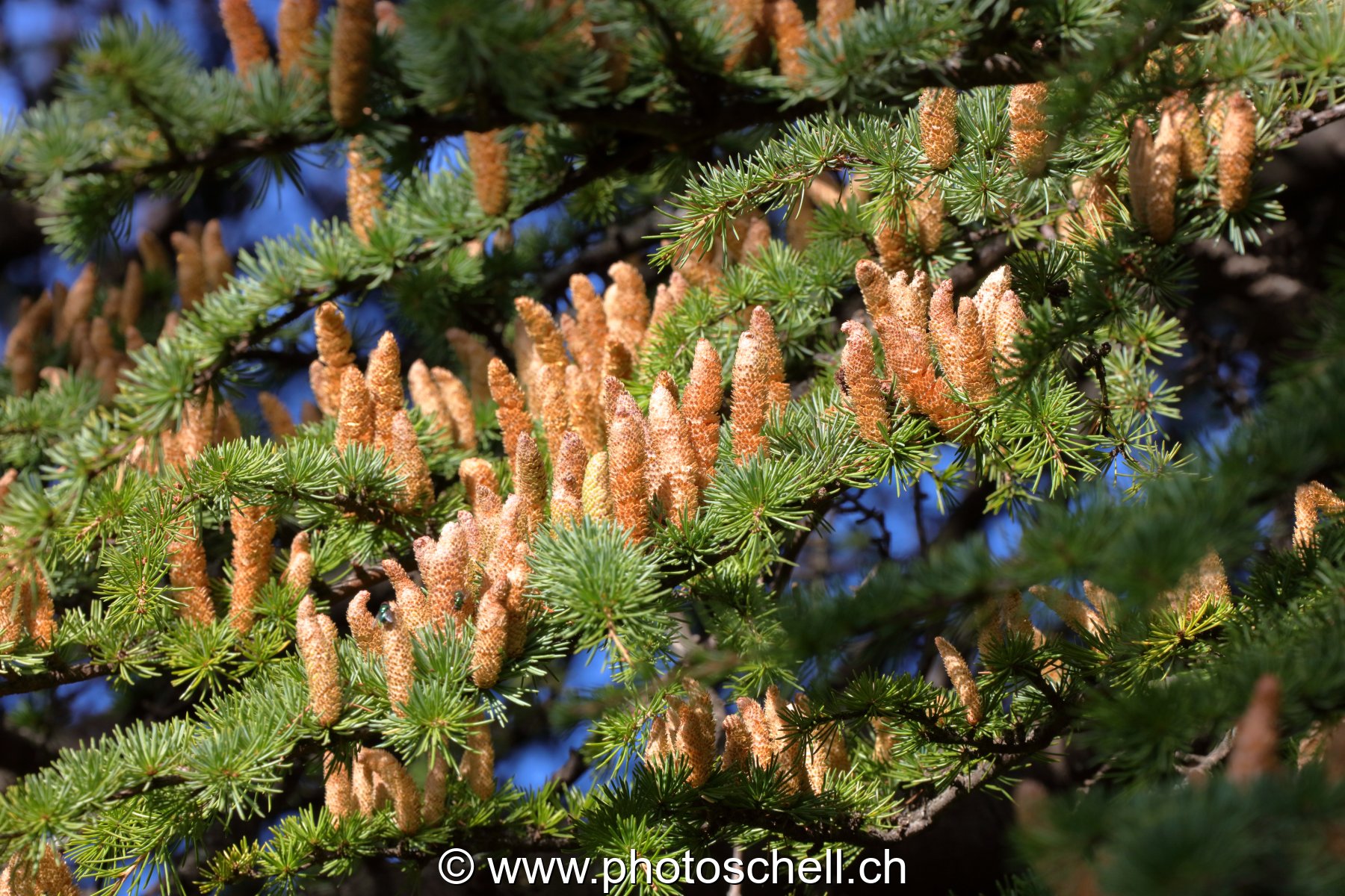 Bourgeons de pives