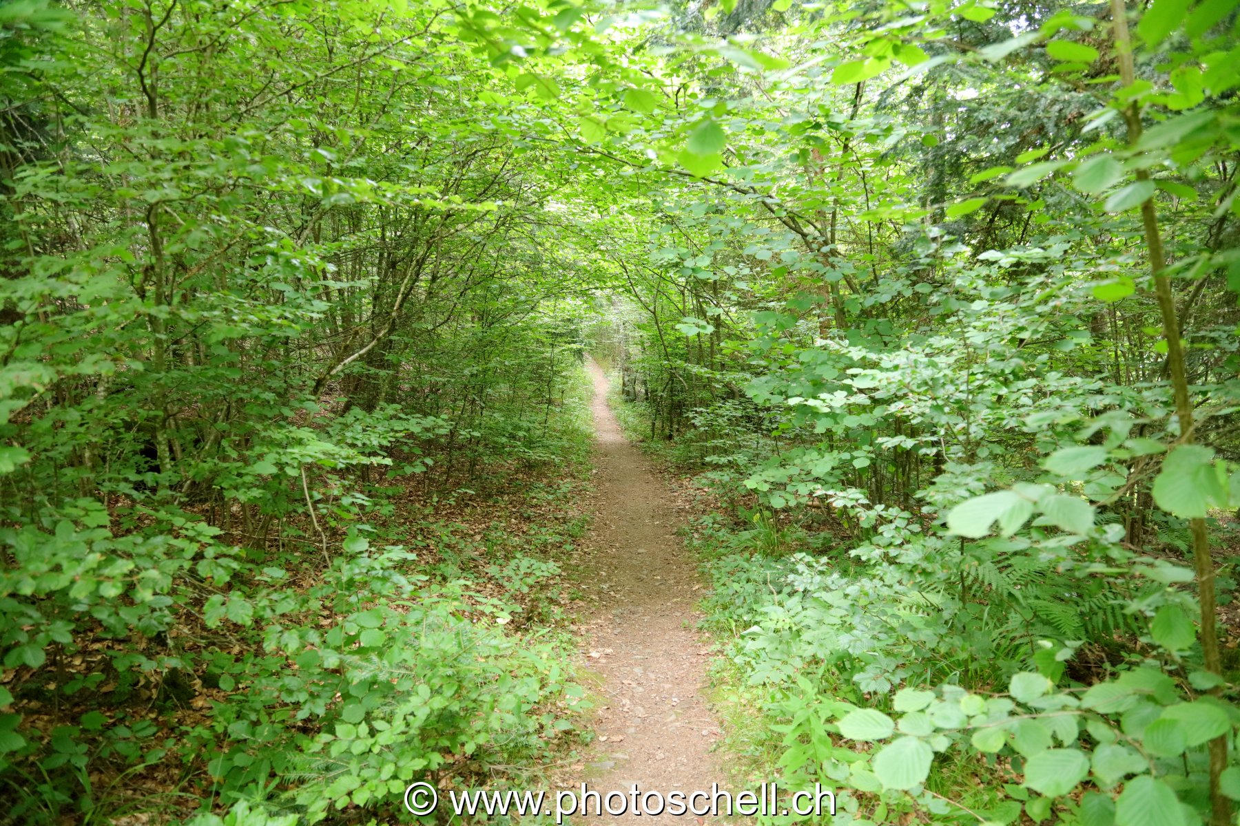 Sentier forestier