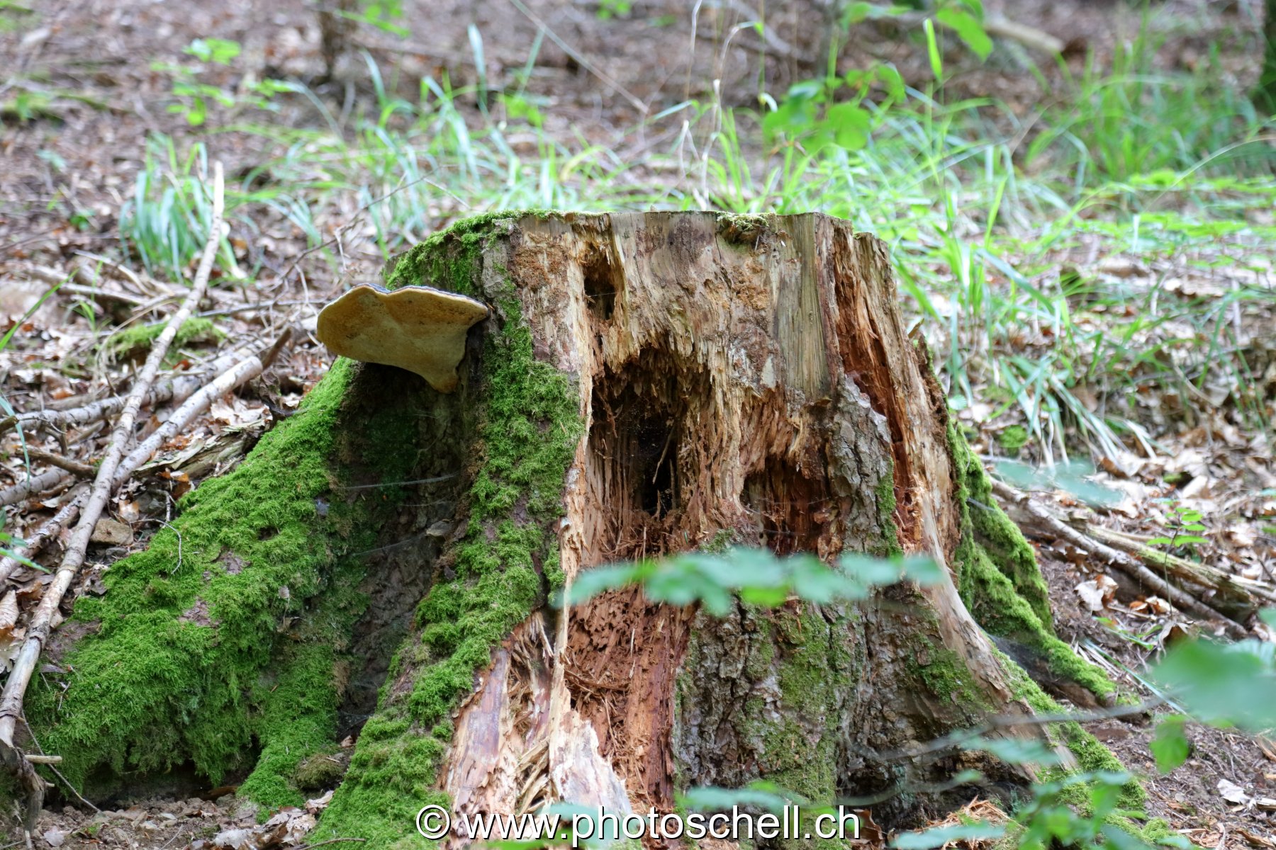 Tronc en décomposition et son polypore