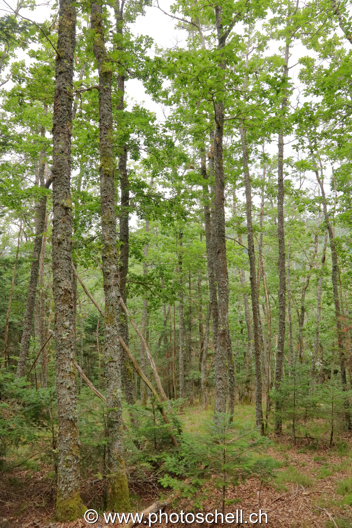 Forêt