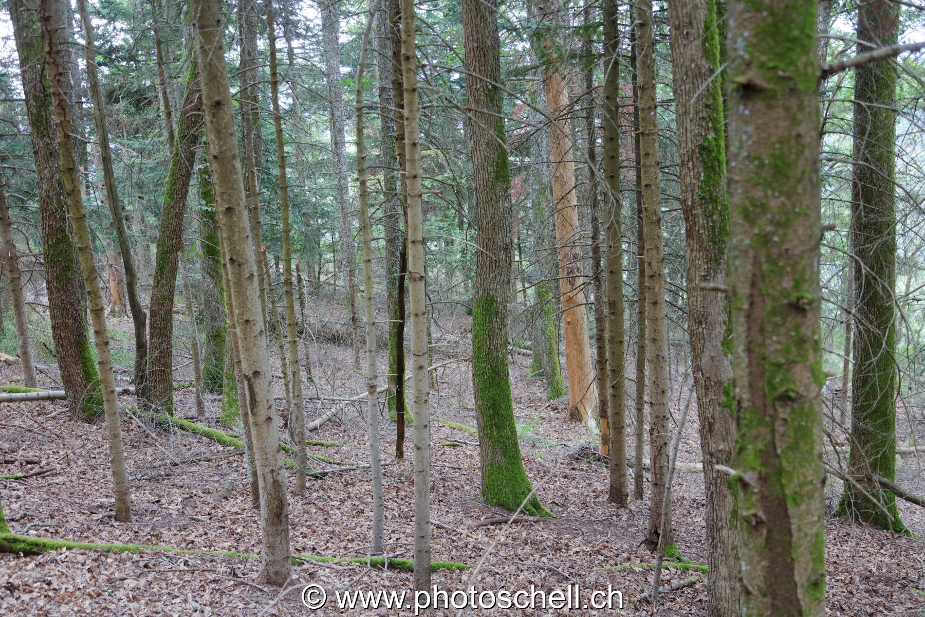 Forêt