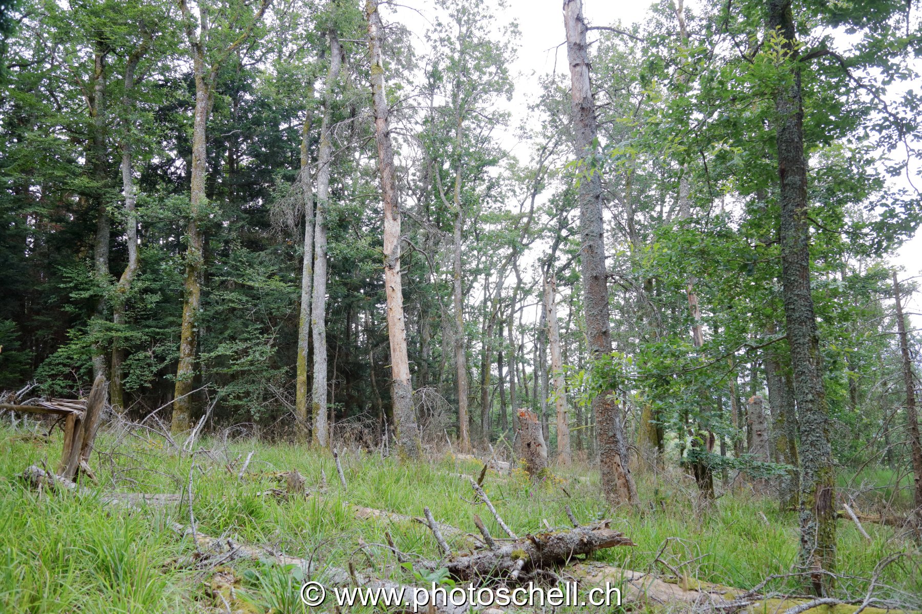 Forêt