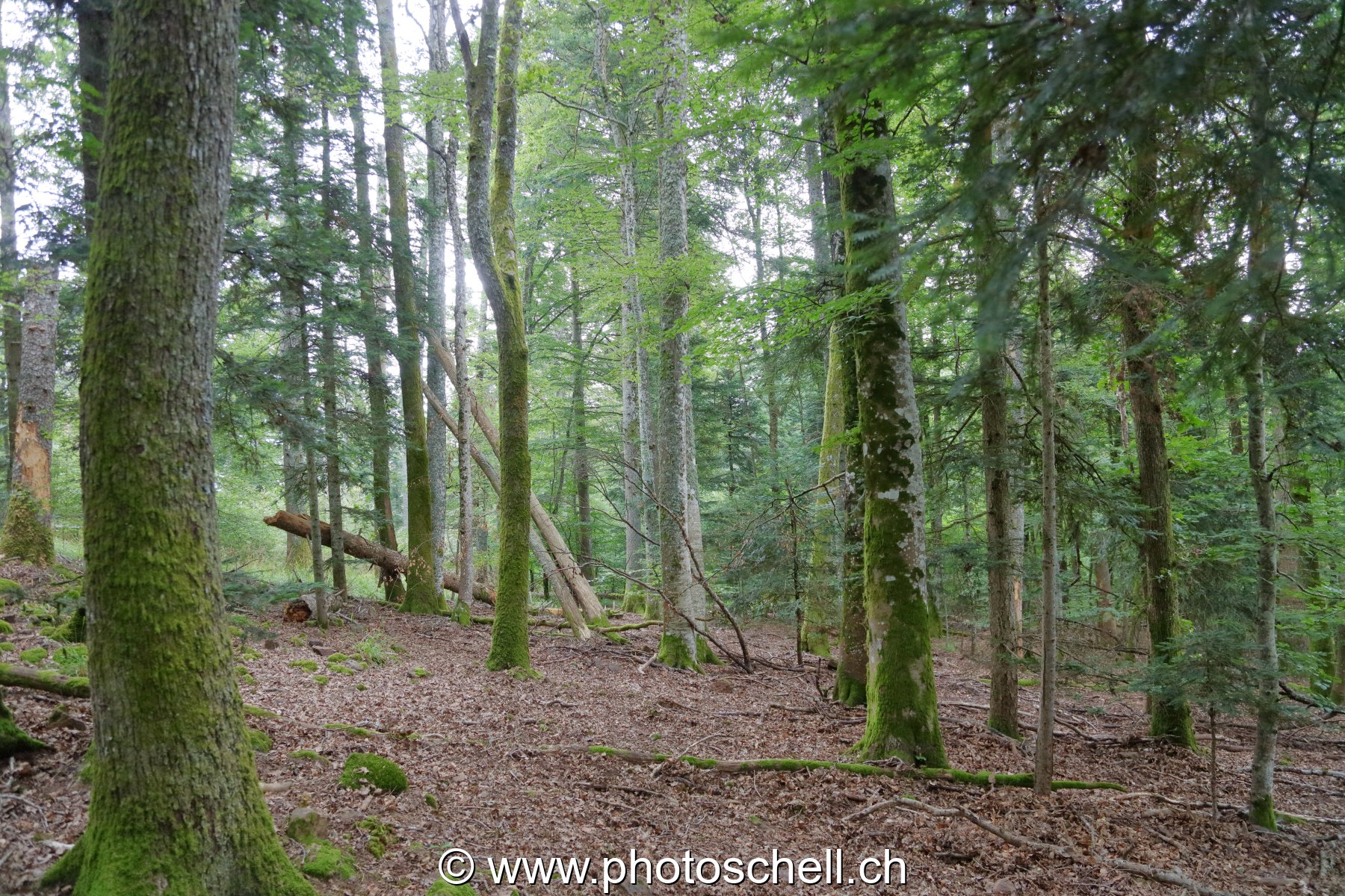 Forêt