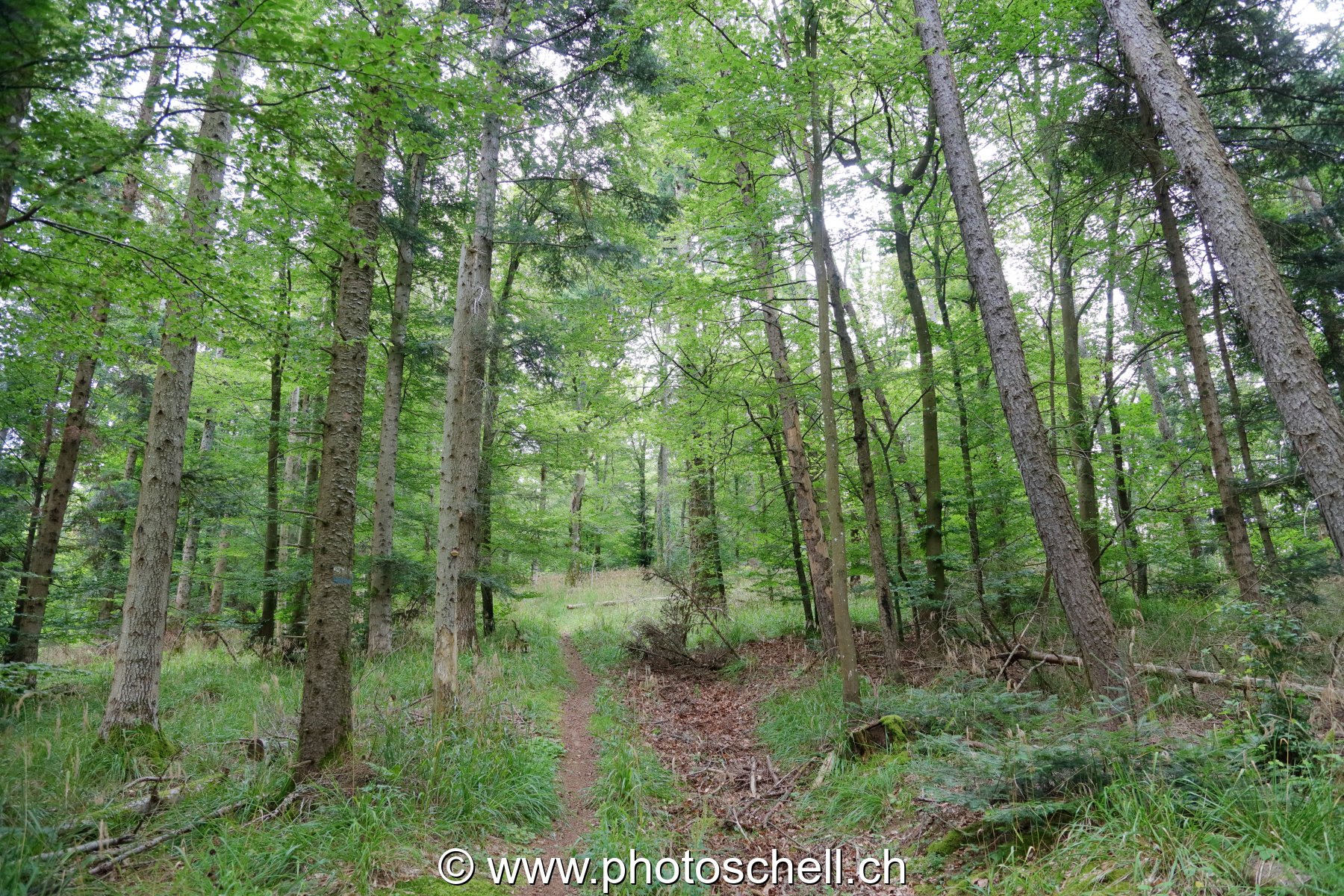 Sentier forestier très peu fréquenté