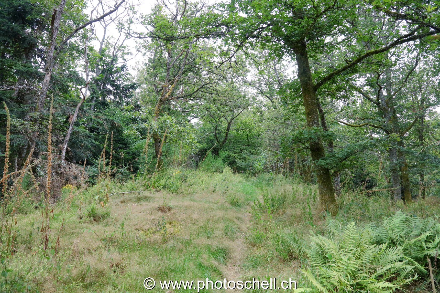 Sentier forestier très peu fréquenté