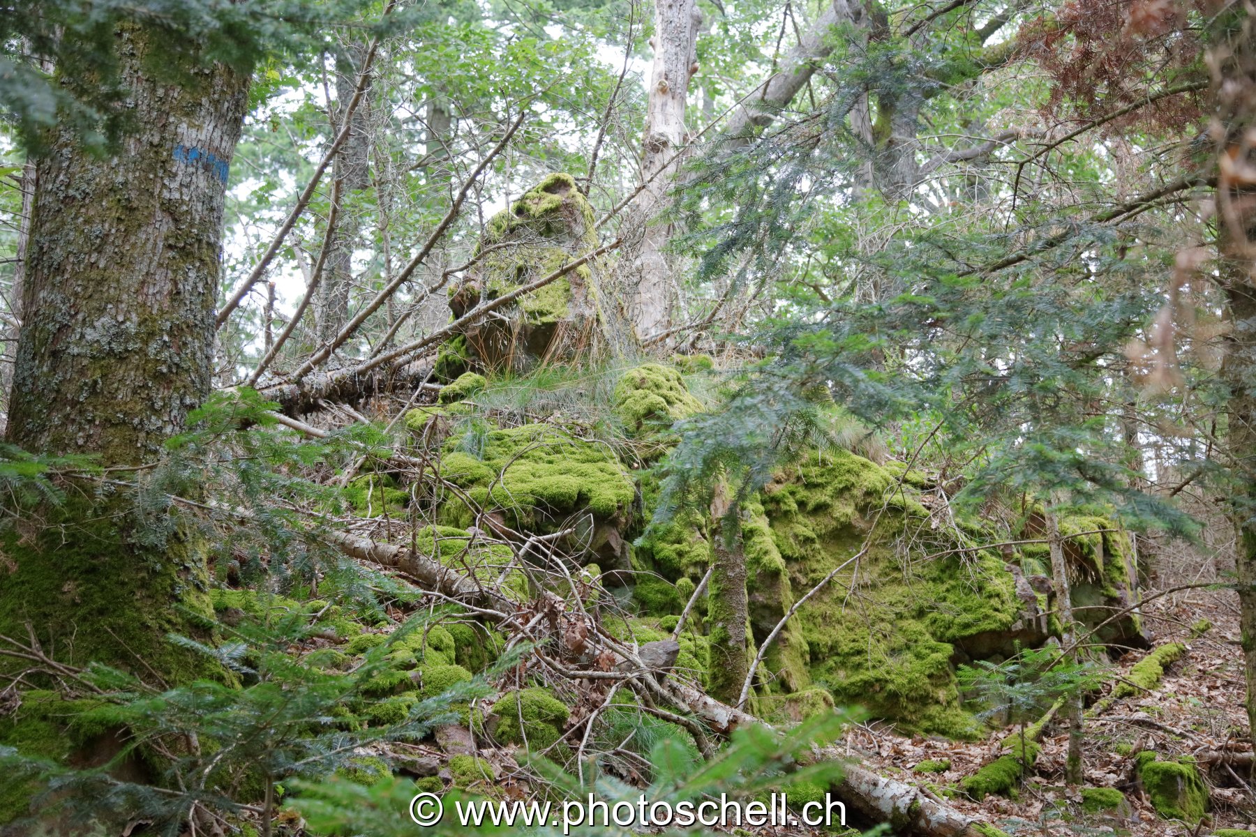 Rochers en forêt