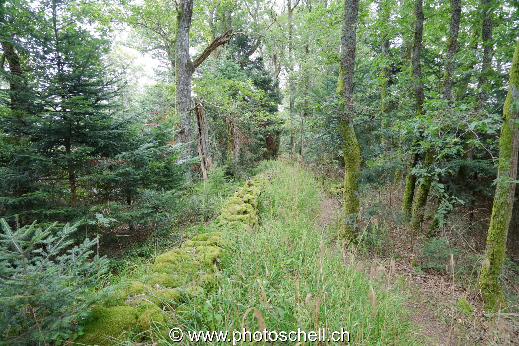 Sentier forestier très peu fréquenté