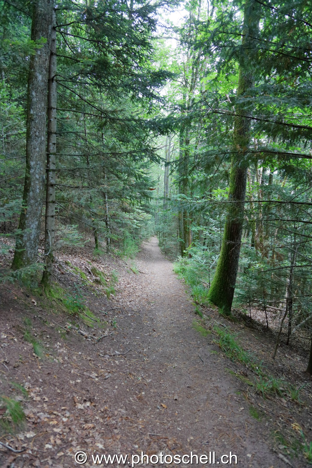 Sentier forestier