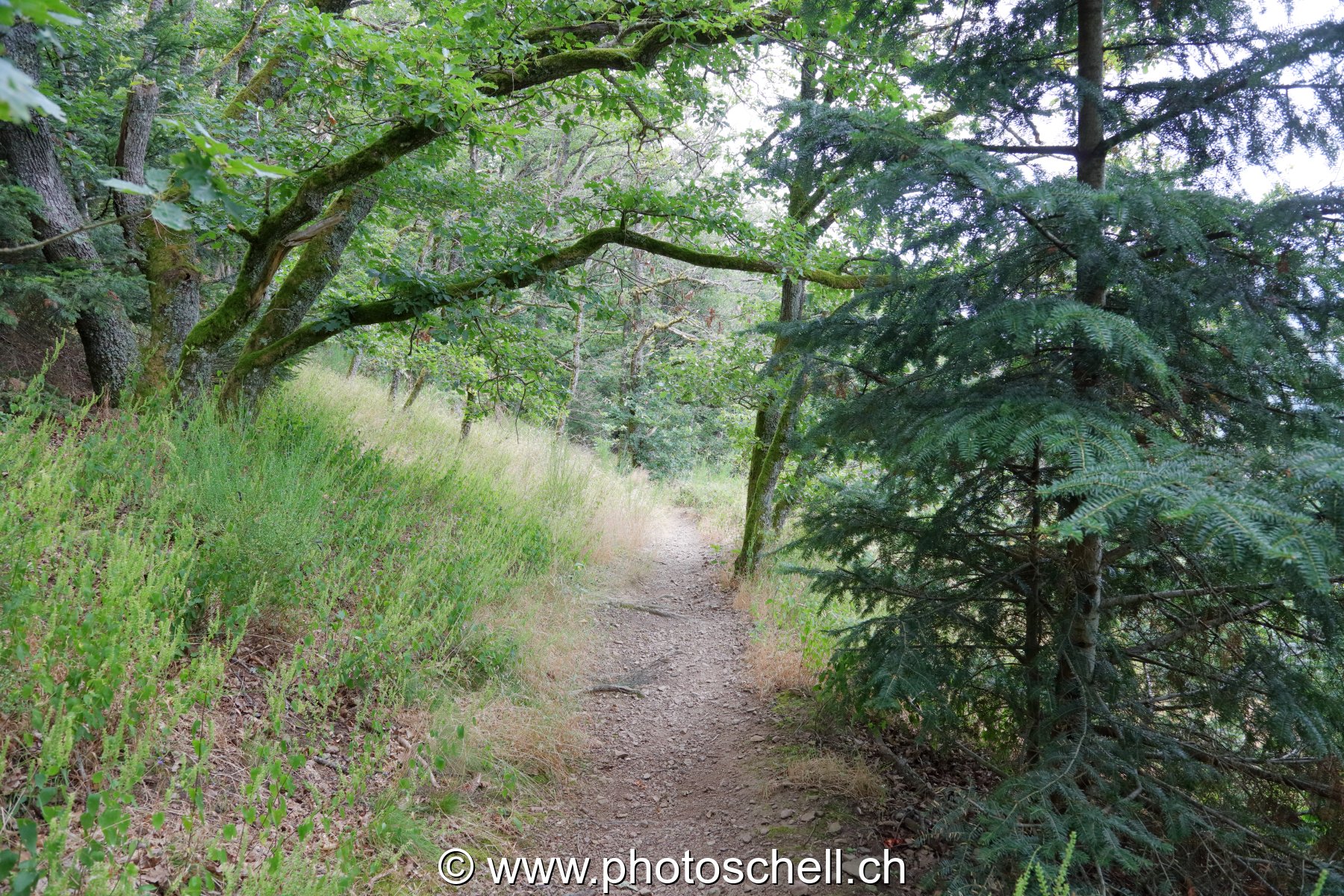 Sentier forestier