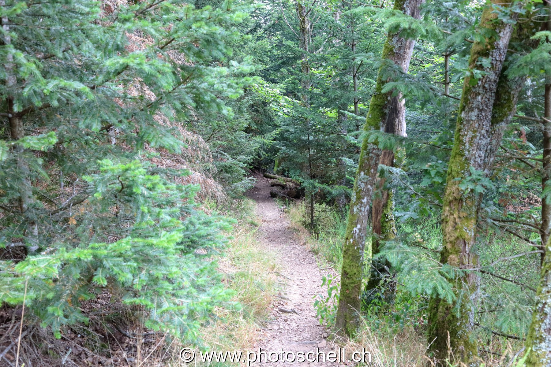 Sentier forestier