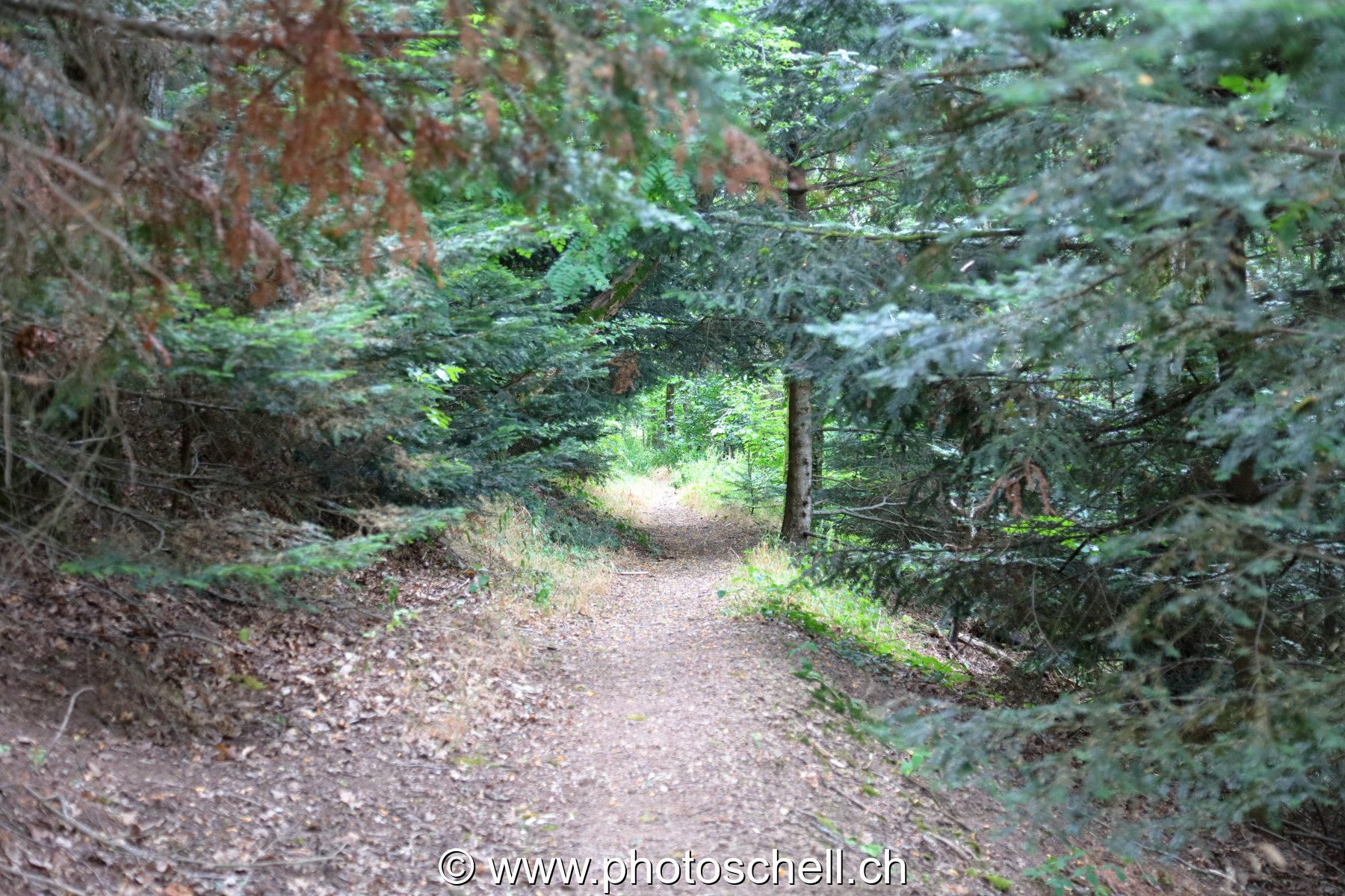 Sentier forestier