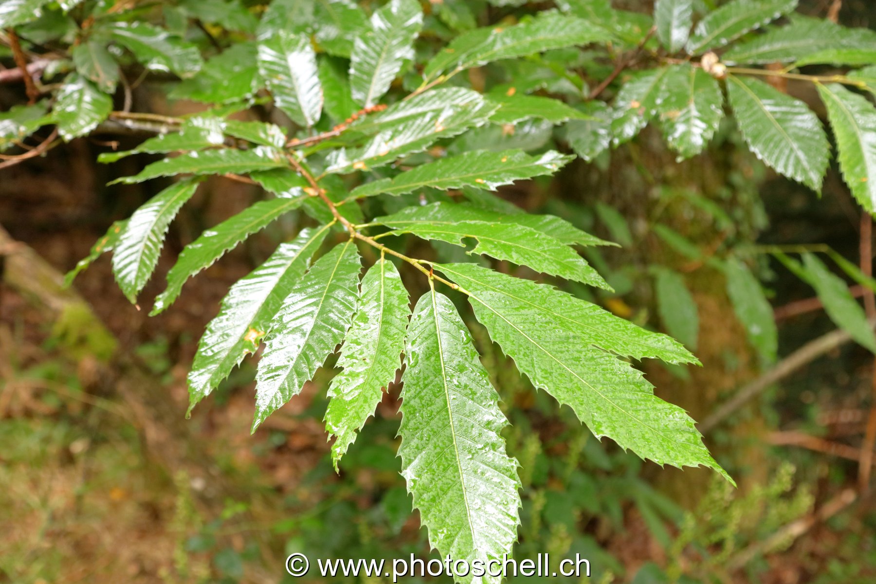 Feuilles de châtaignier sous la pluie