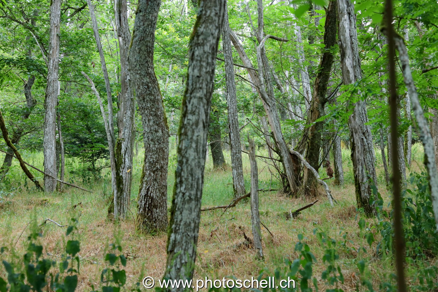 Forêt