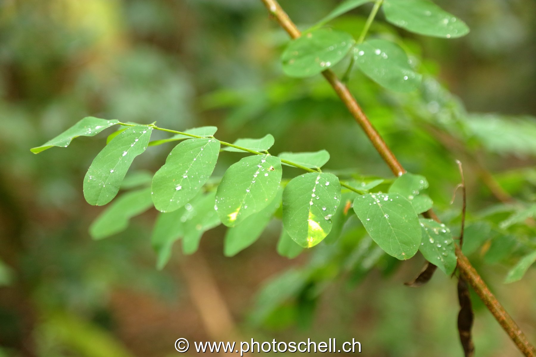Feuilles d'accacias sous le pluie