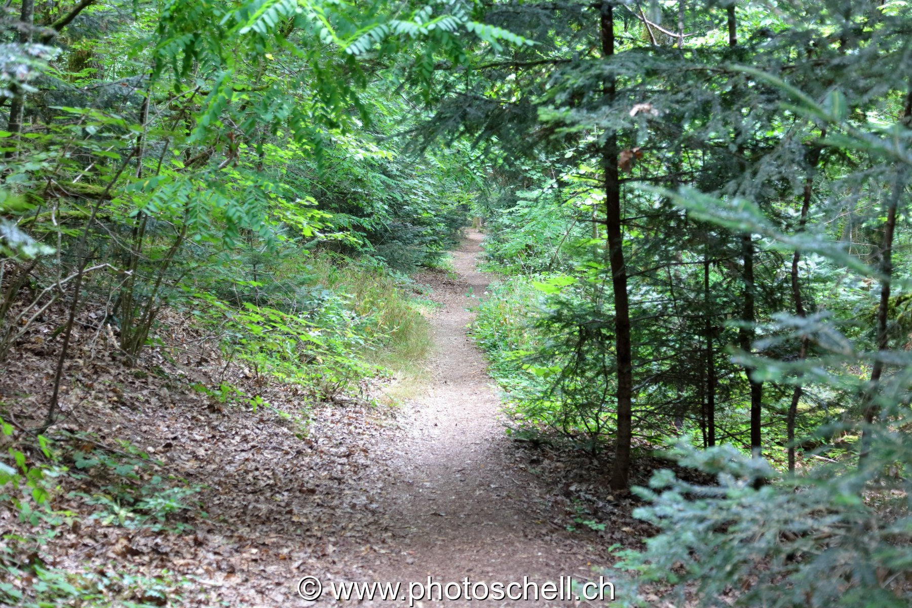Sentier forestier