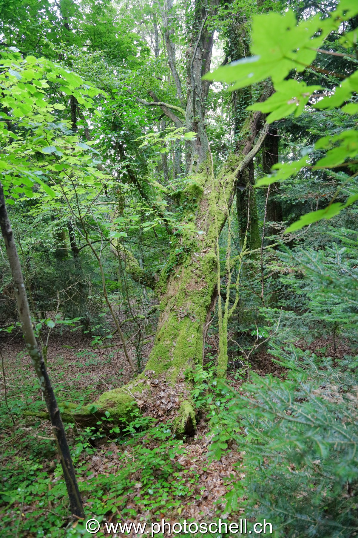 Forêt
