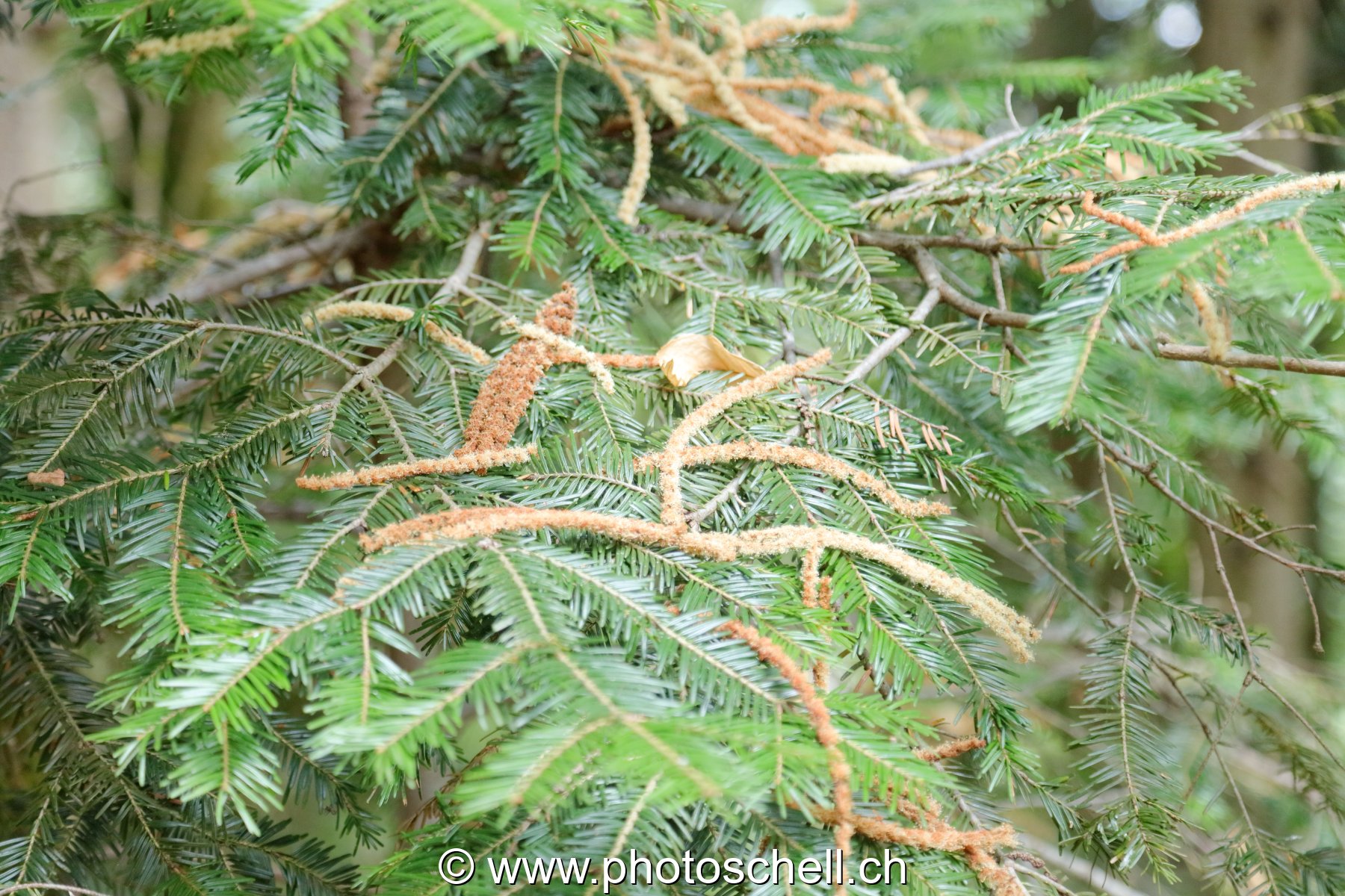 Fleurs de châtaigniers tombés sur de jeunes sapins