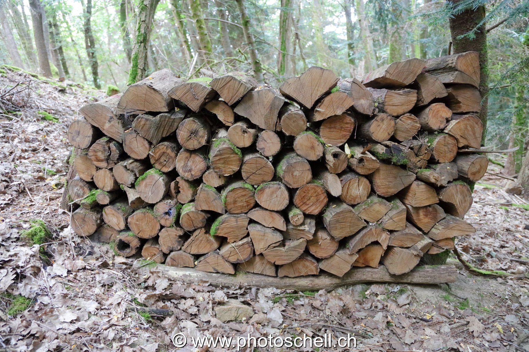 Tas de vieux bois