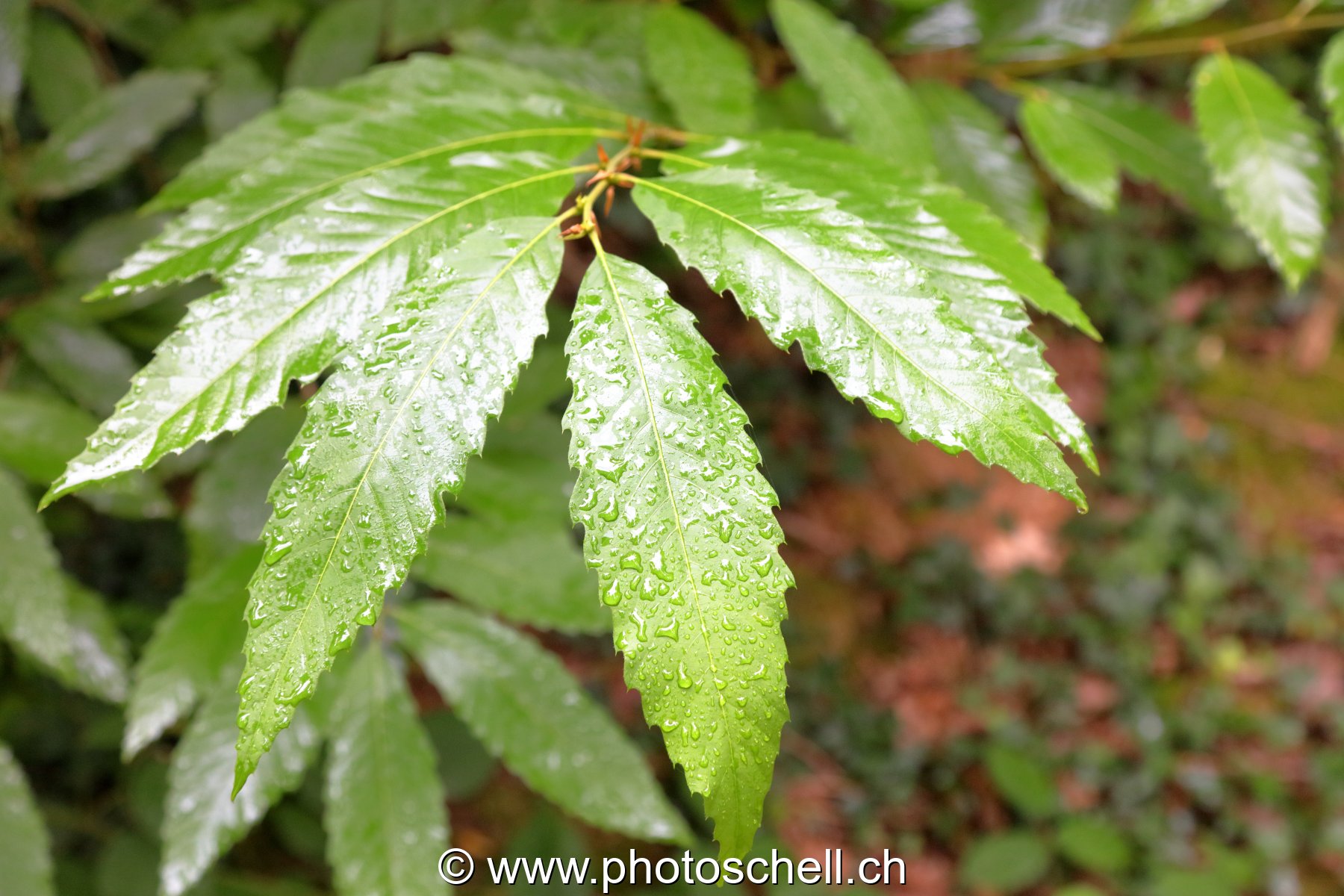 Feuilles de châtaignier sous la pluie
