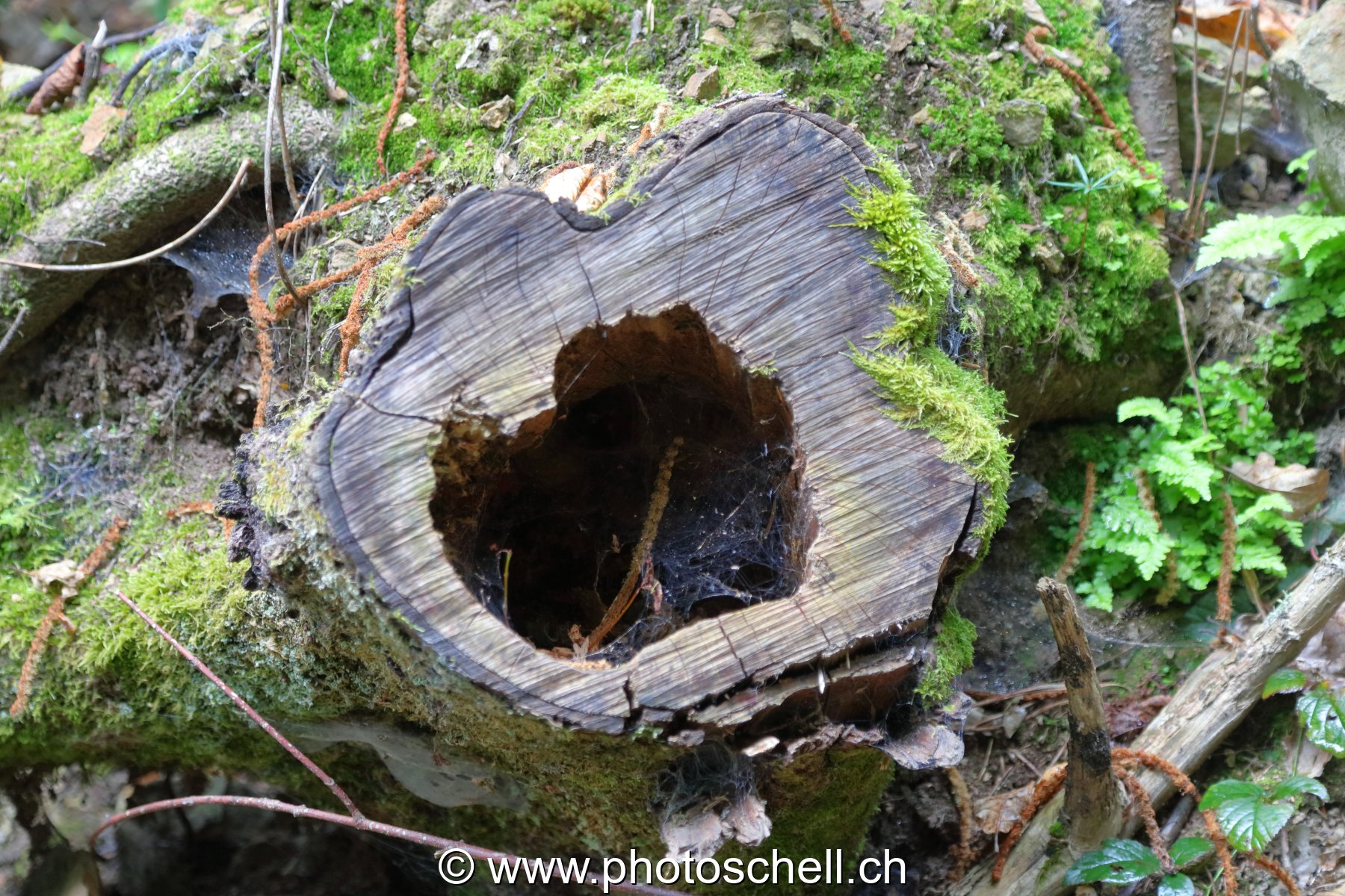 Tronc d'arbre et son trou