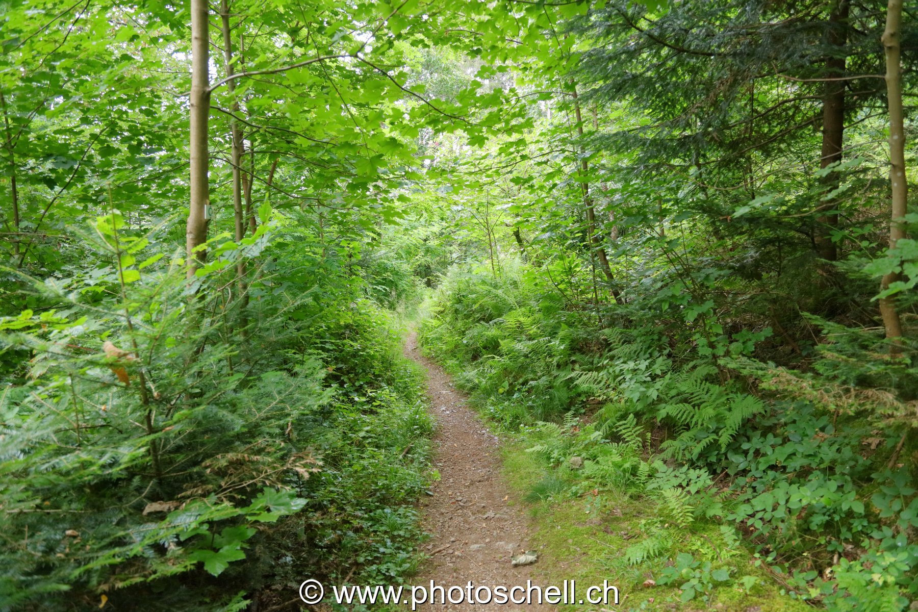 Sentier forestier