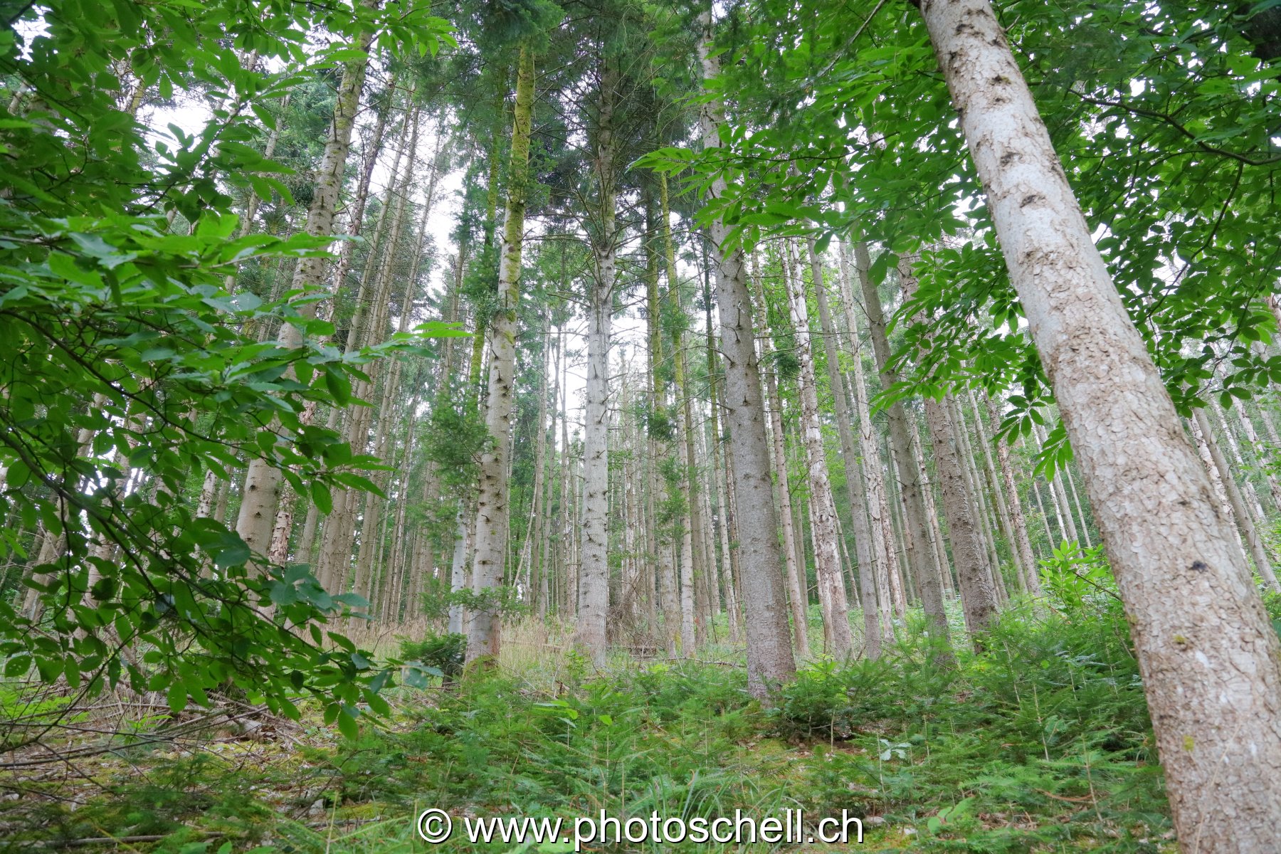 Forêt